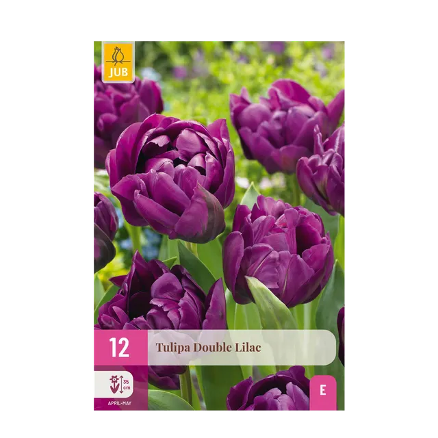 green-guardia-unsere-pflanzen-double-lilac-tulpe-blumenzwiebeln-50-st-ck image 1