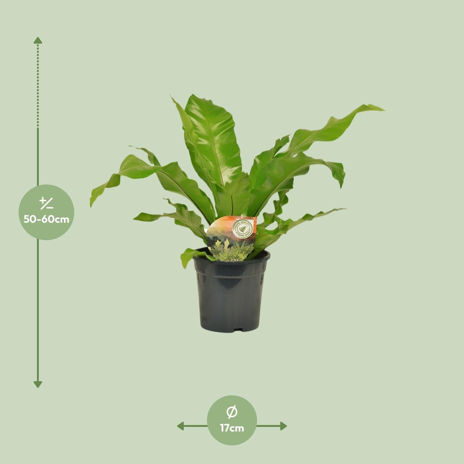 green-guardia-asplenium-nestfarn-zimmerpflanze-17cm-60cm image 2