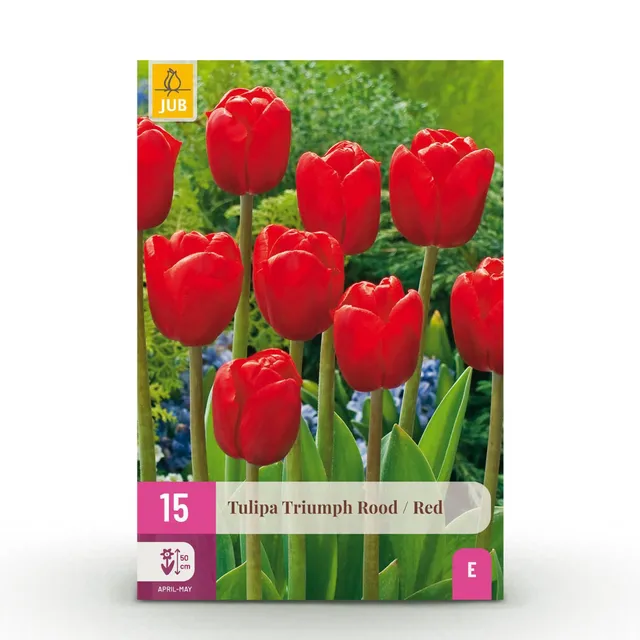 green-guardia-unsere-pflanzen-tulpe-triumph-red-15-zwiebeln image 1
