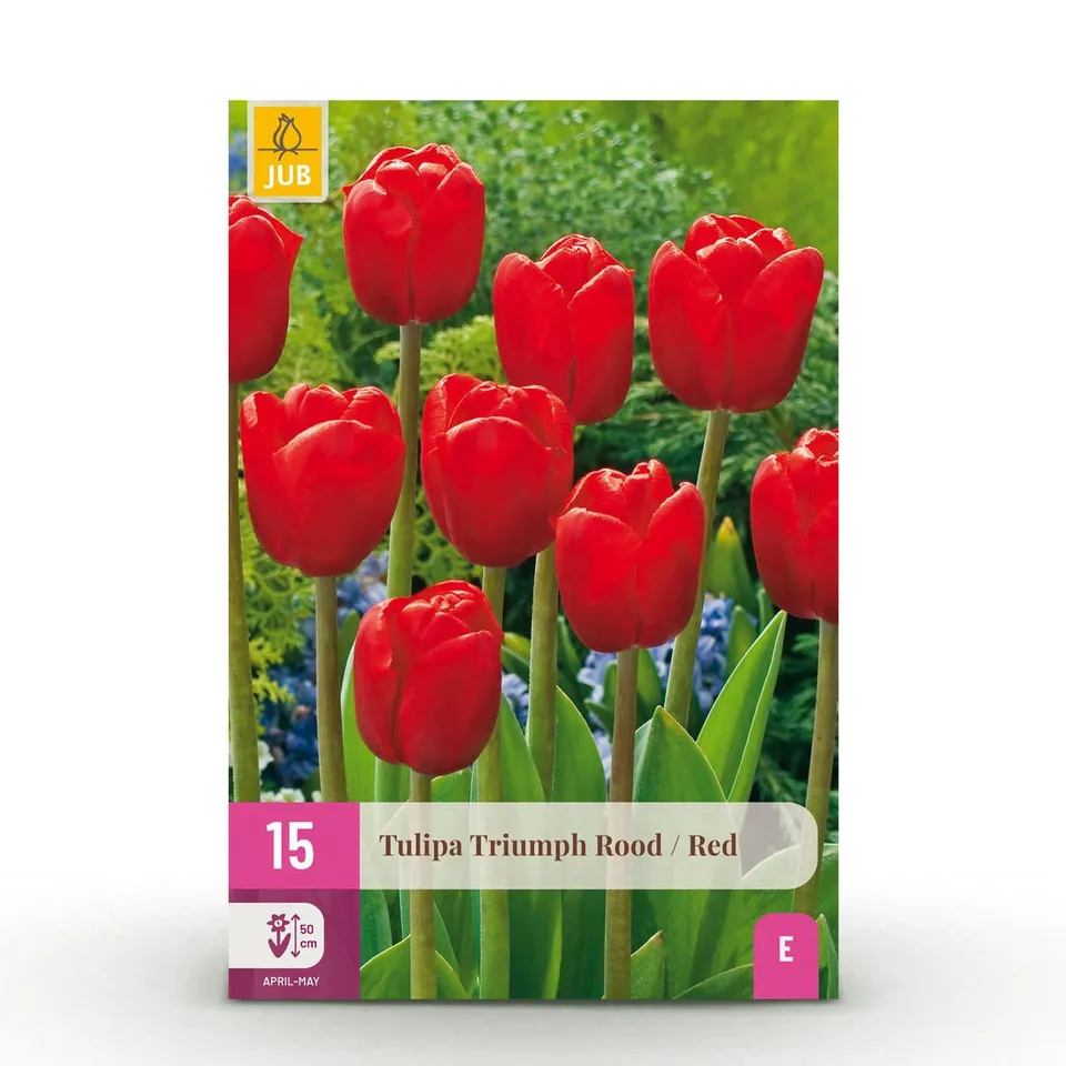 green-guardia-unsere-pflanzen-tulpe-triumph-red-15-zwiebeln image 1