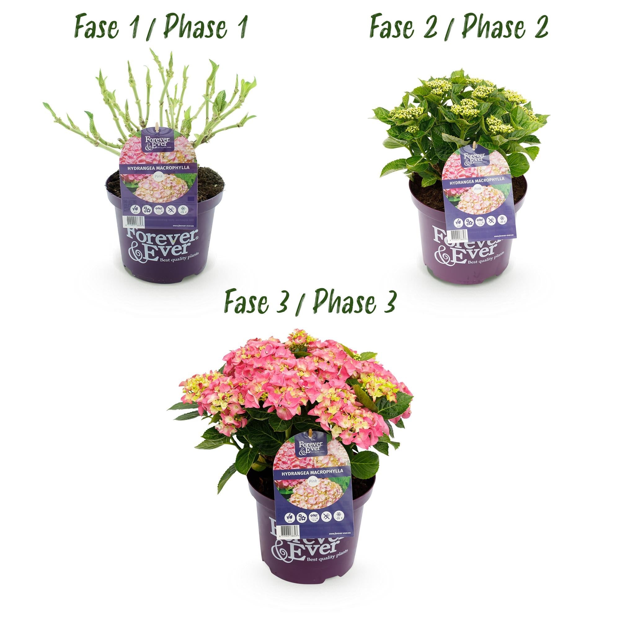 green-guardia-forever-ever-hortensie-rosa-23-cm-topf image 4