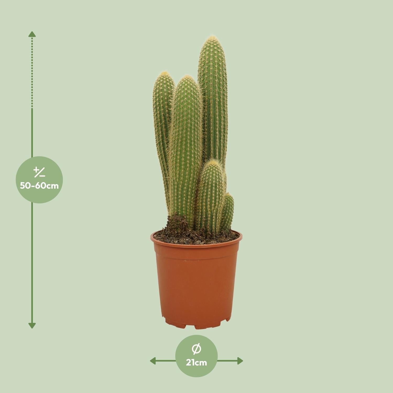 green-guardia-vatricania-guentheri-kaktus-55-cm-robust image 2