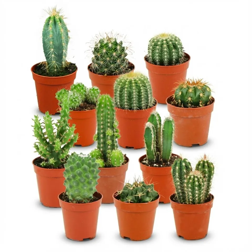 green-guardia-mini-kakteen-set-5-5cm-topf-6-pflanzen-pflegeleicht image 1