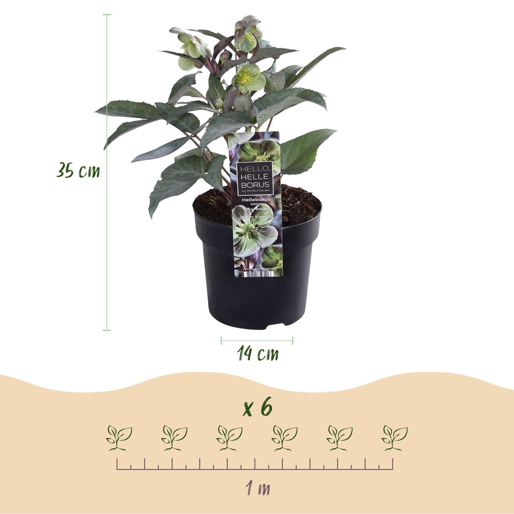 green-guardia-helleborus-sternii-silver-dollar-pflanze-1x-immergr-n image 2
