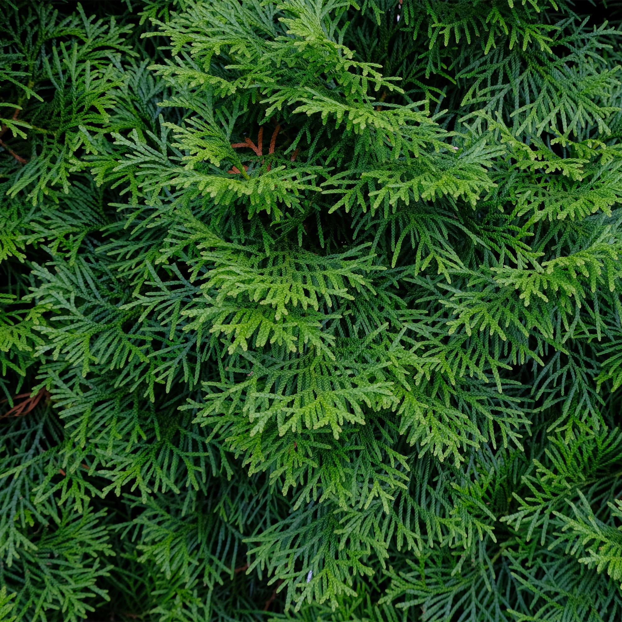 green-guardia-unsere-pflanzen-thuja-smaragd-heckenpflanze-60cm-17cm image 4