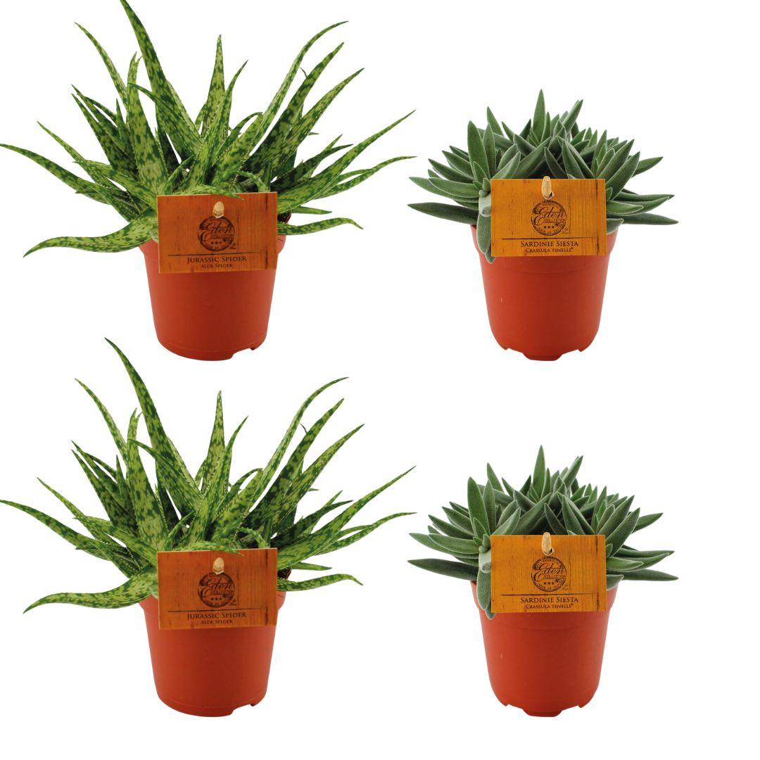 green-guardia-aloe-spider-crassula-sukkulenten-4x-10-5-cm-topf image 1