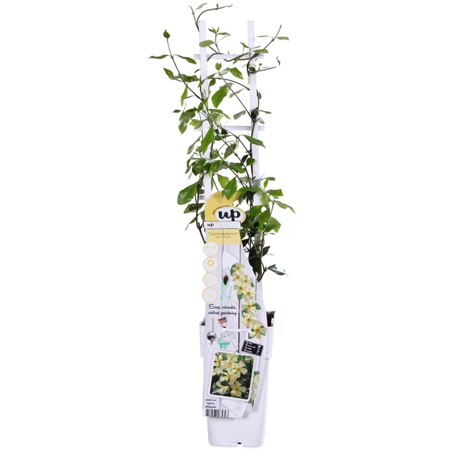 green-guardia-unsere-pflanzen-jasmin-star-of-toscana-gelb-15cm-topf image 1