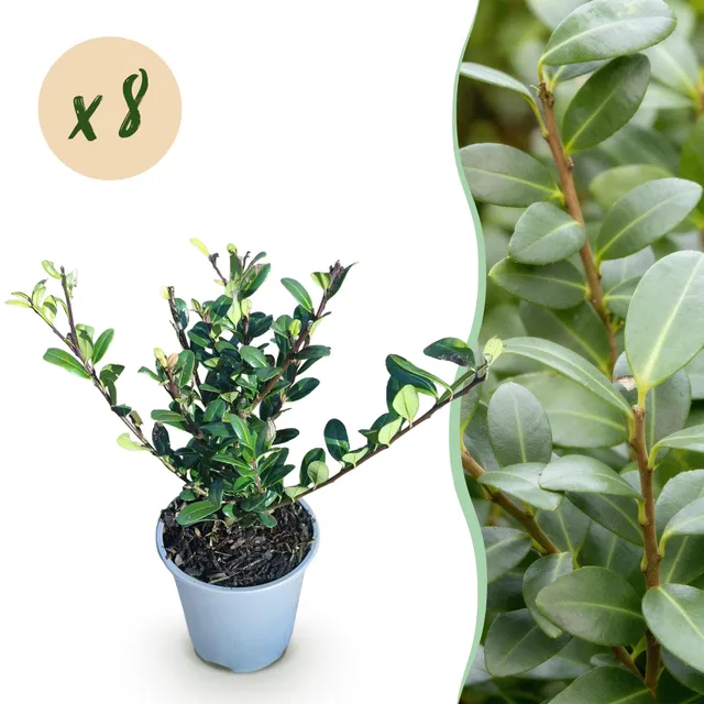 green-guardia-unsere-pflanzen-ilex-caroline-upright-hecke-8er-set-1m image 1