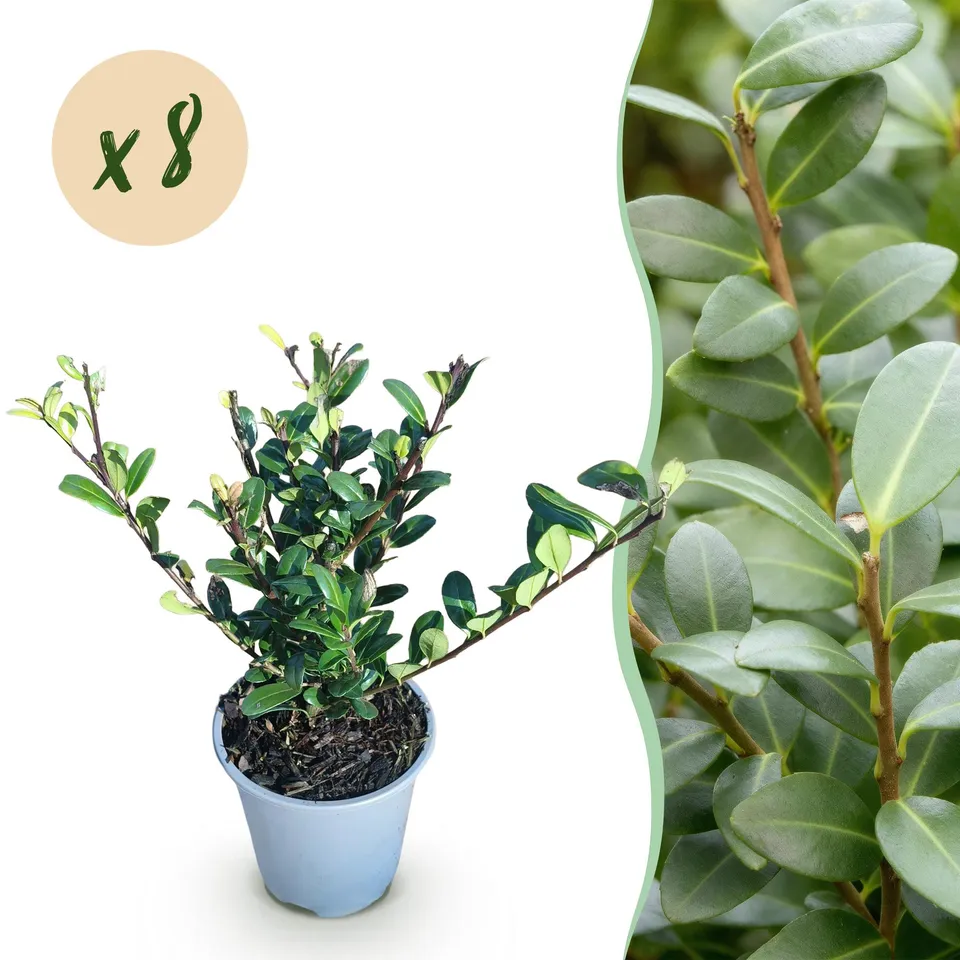 green-guardia-unsere-pflanzen-ilex-caroline-upright-hecke-8er-set-1m image 1