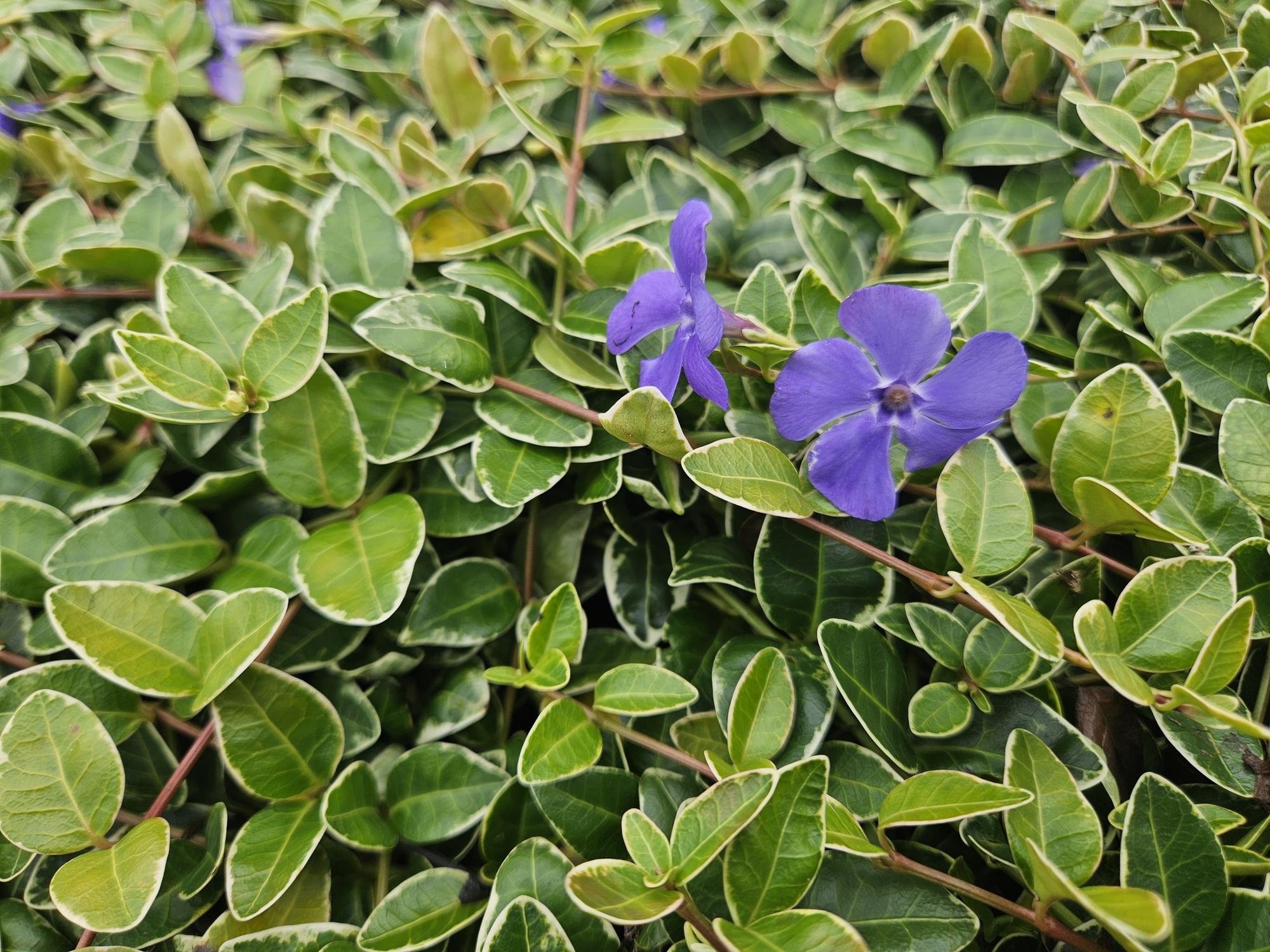 green-guardia-immergr-n-argenteovariegata-bodendecker-9-cm-topf image 4