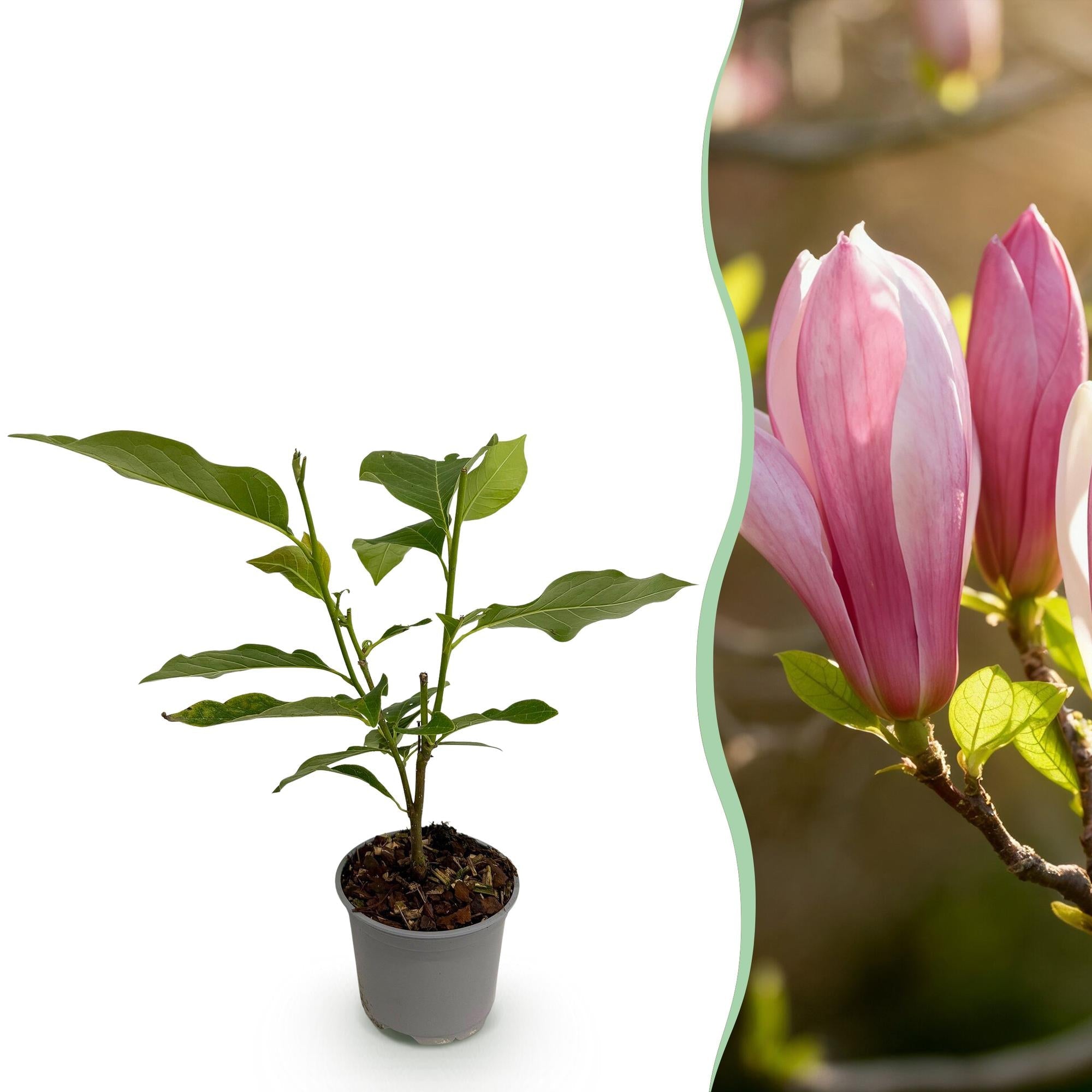 green-guardia-ricki-magnolia-zierstrauch-30-cm-rosa-bl-te image 1