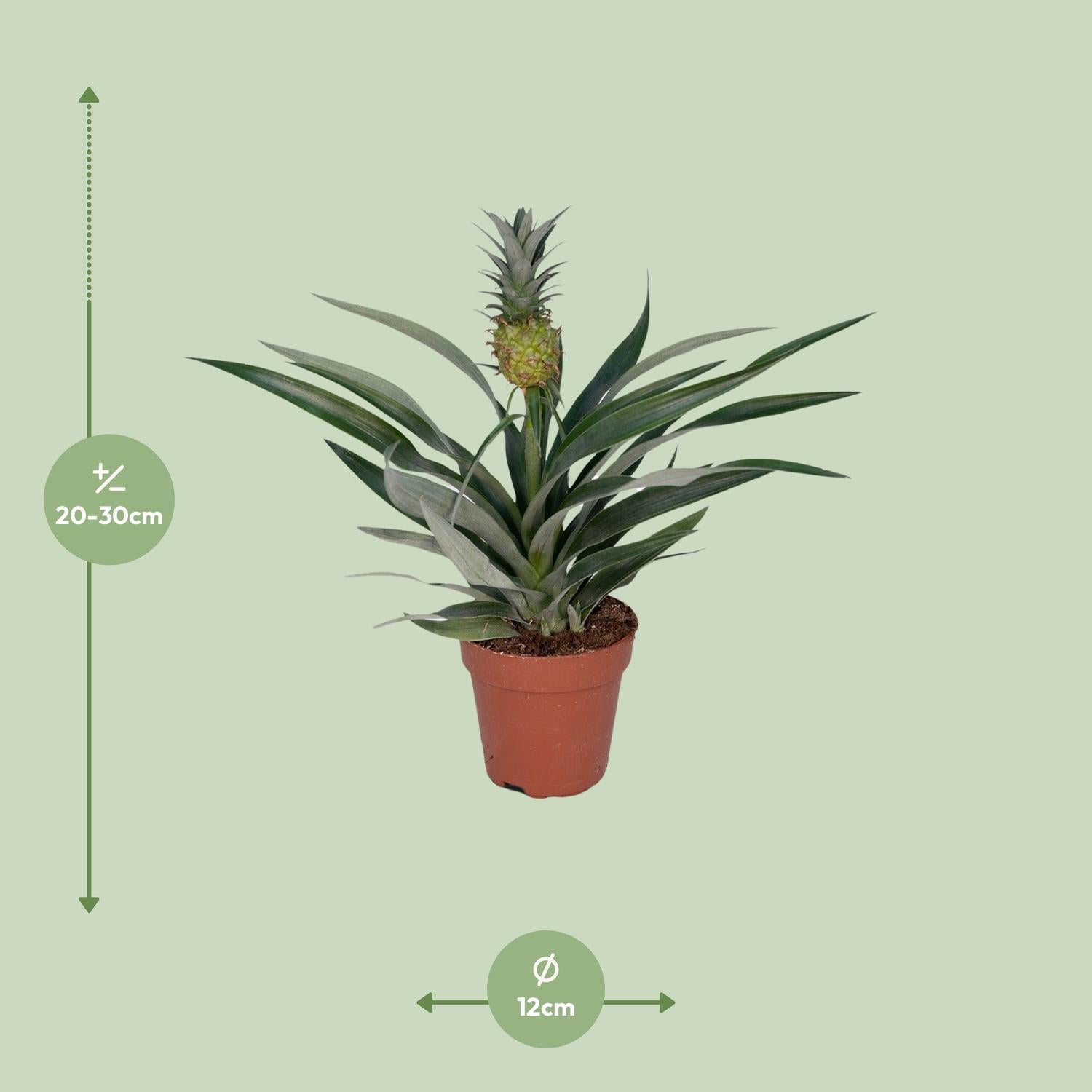 green-guardia-ananas-bromelia-zierananas-30cm-12cm-topf image 2