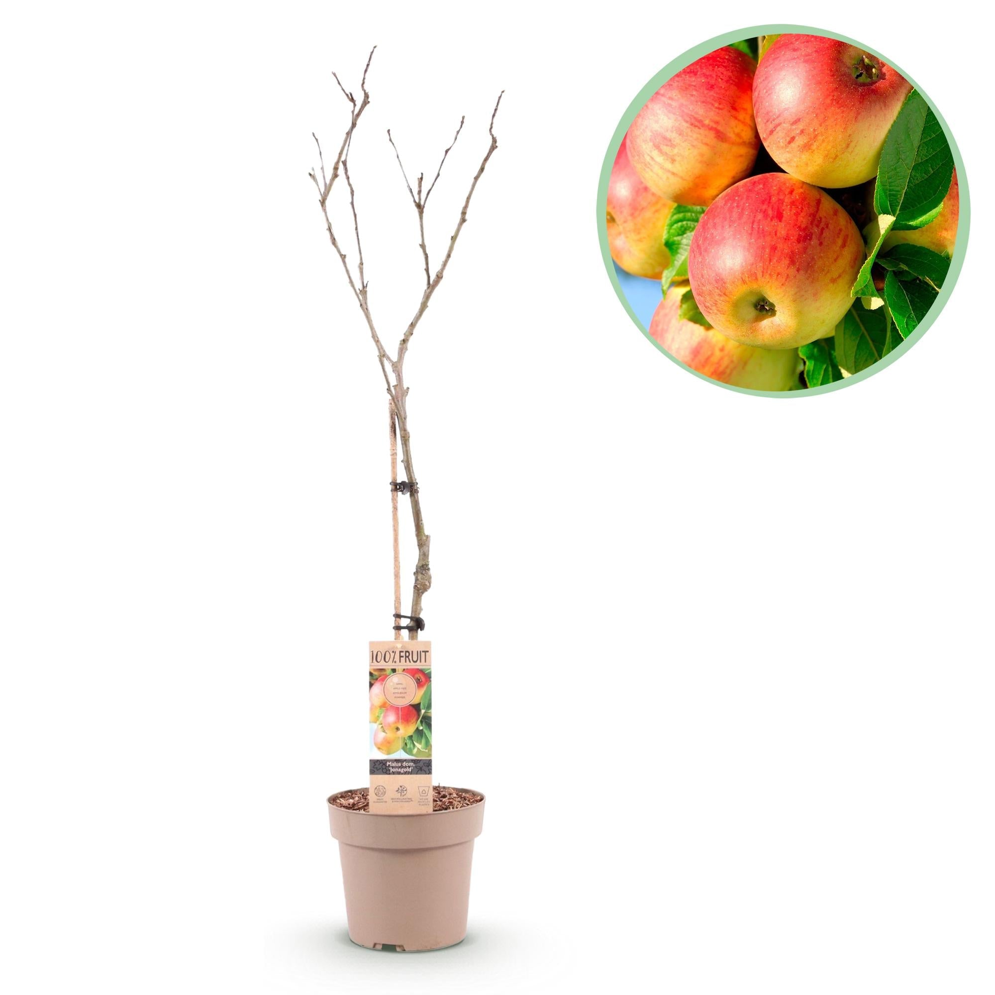 green-guardia-jonagold-apfelbaum-obstpflanze-90-cm-s-ss-sauer image 1