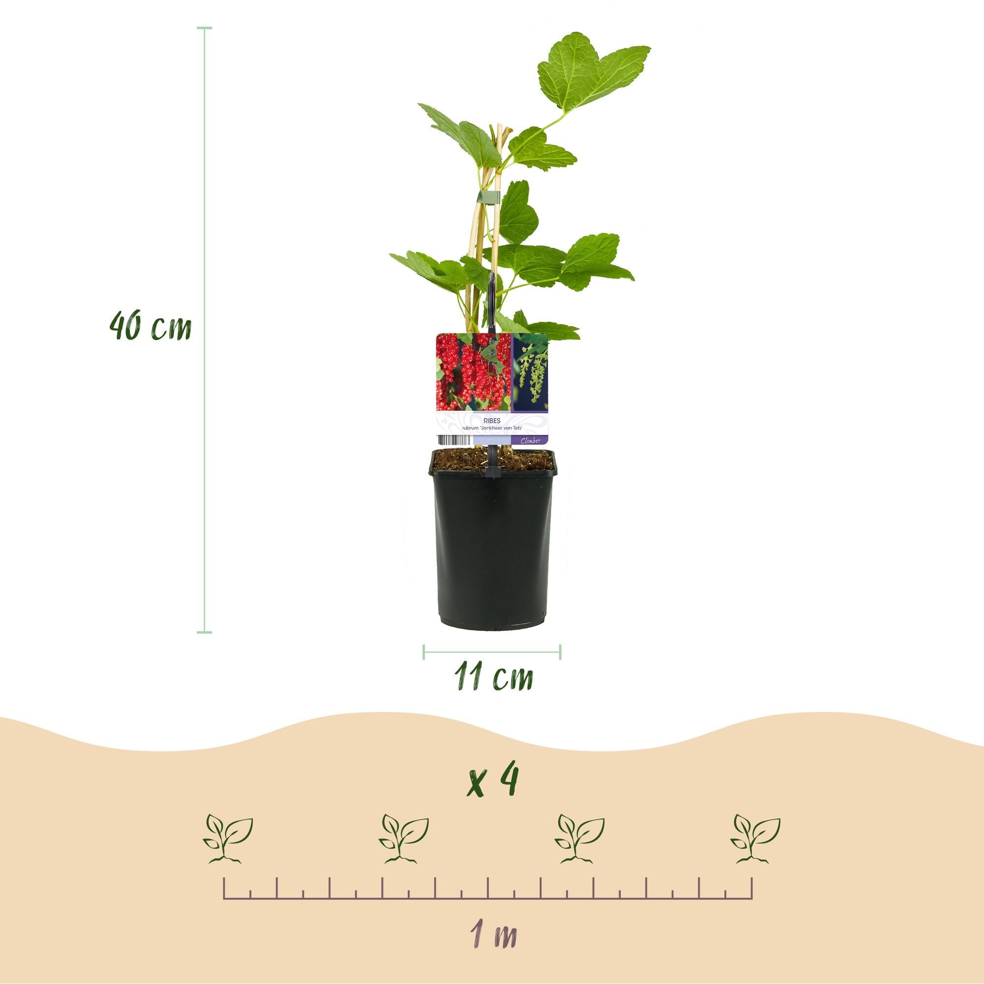 green-guardia-unsere-pflanzen-beerenmix-obstpflanzen-4x-11cm-topf image 5