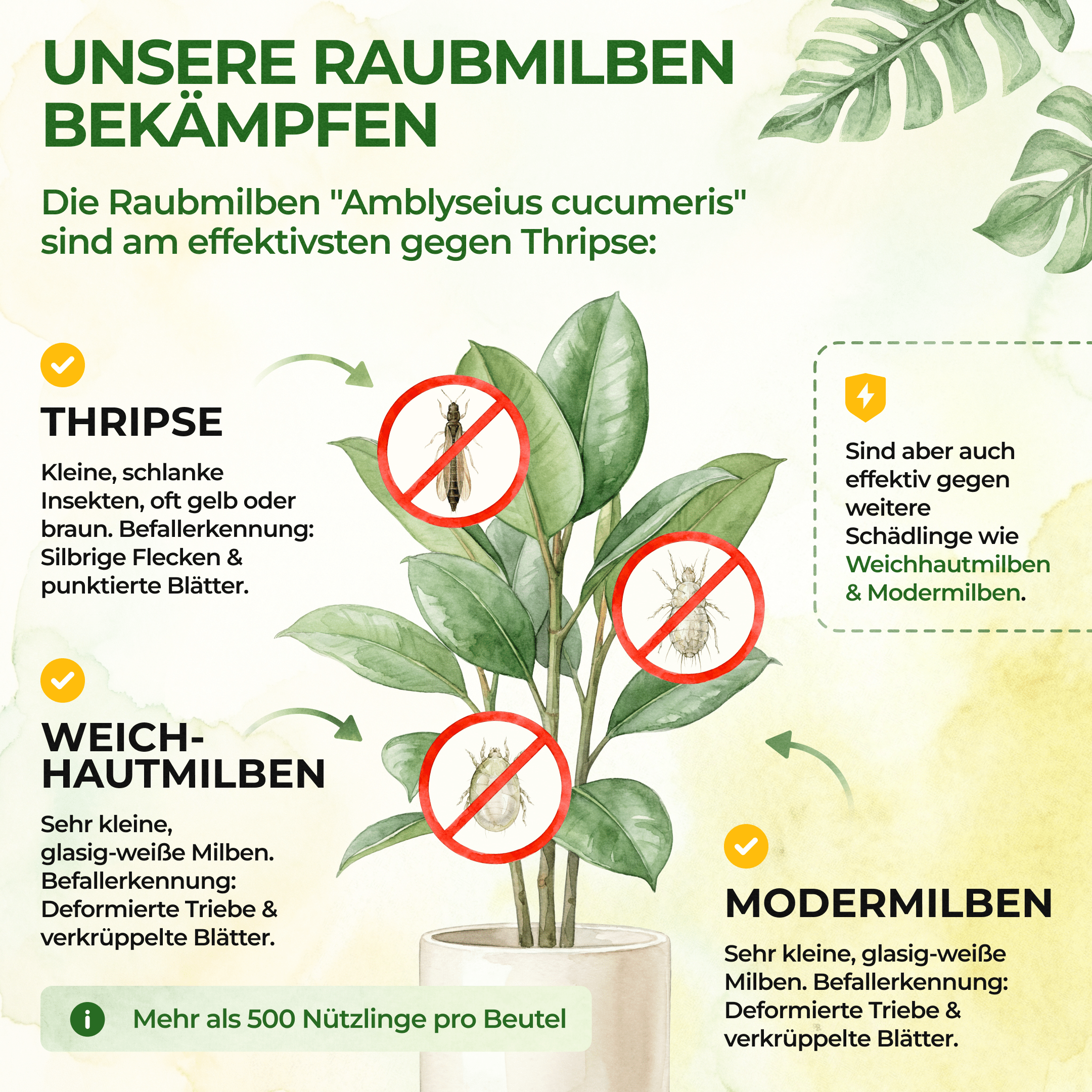 green-guardia-raubmilben-gegen-thripse-t-te-amblyseius-1-st image 2