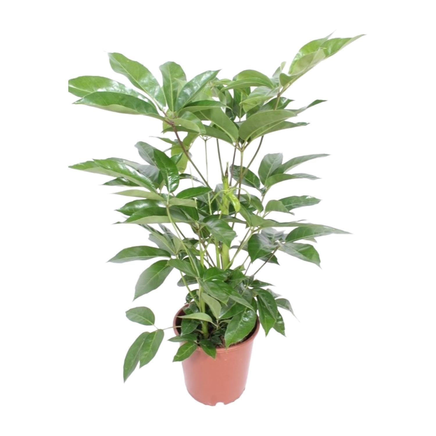 green-guardia-schefflera-amate-strahlenaralie-24cm-100cm-luftreinigend image 1