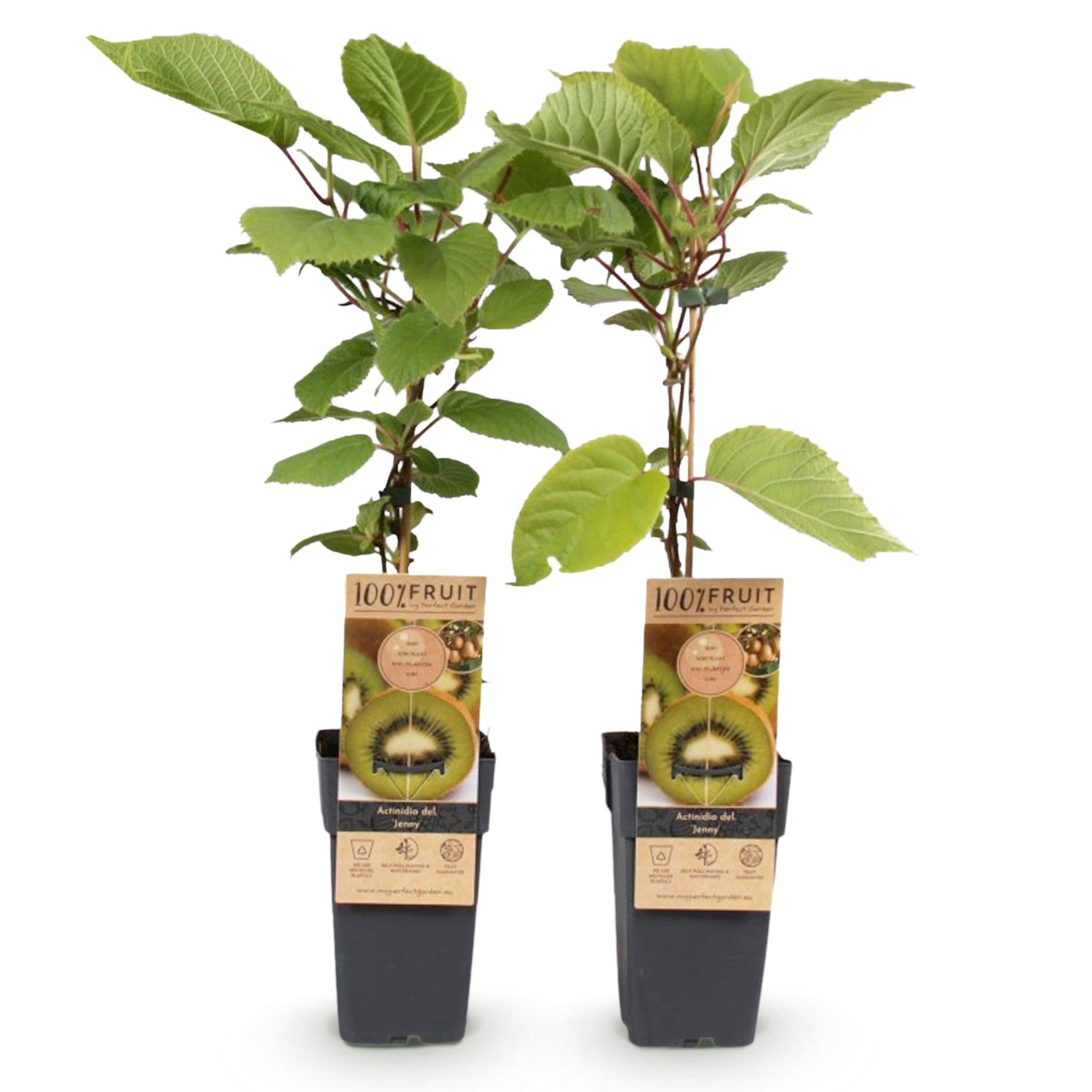 green-guardia-unsere-pflanzen-kiwi-jenny-kiwipflanze-2x-15-cm-topf-selbstfruchte image 2
