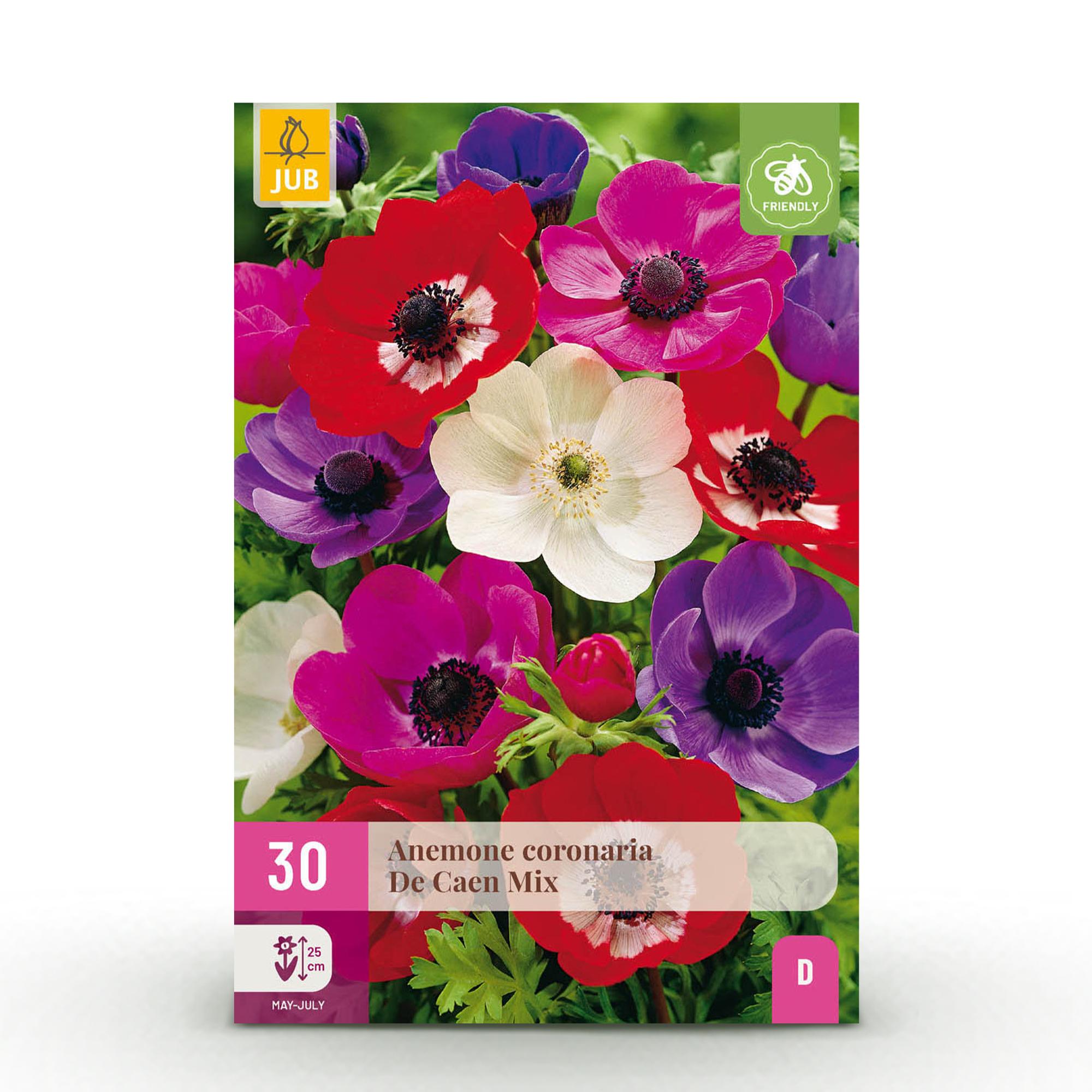 green-guardia-anemone-de-caen-mix-30-zwiebeln-xxl image 1