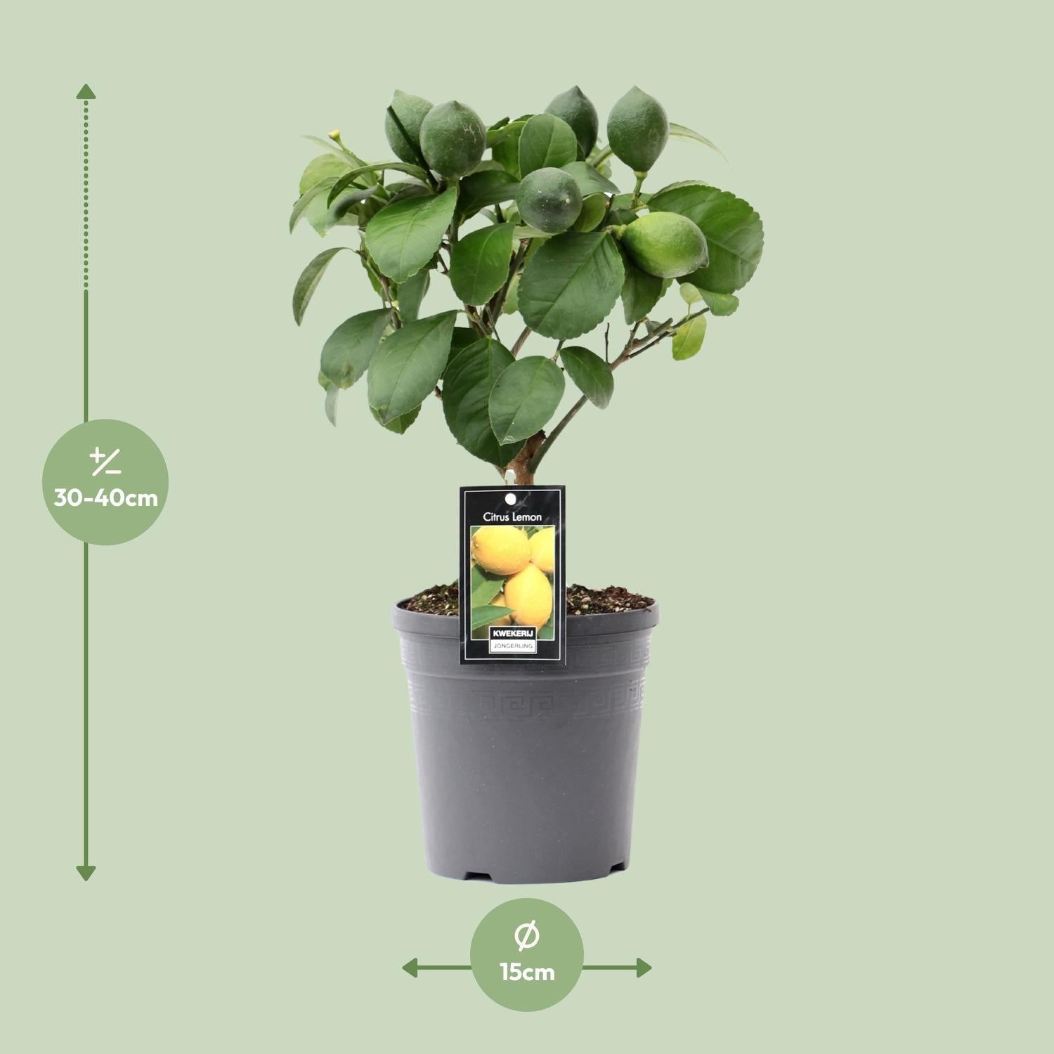 green-guardia-unsere-pflanzen-zitronenbaum-citrus-lemon-35-cm image 3