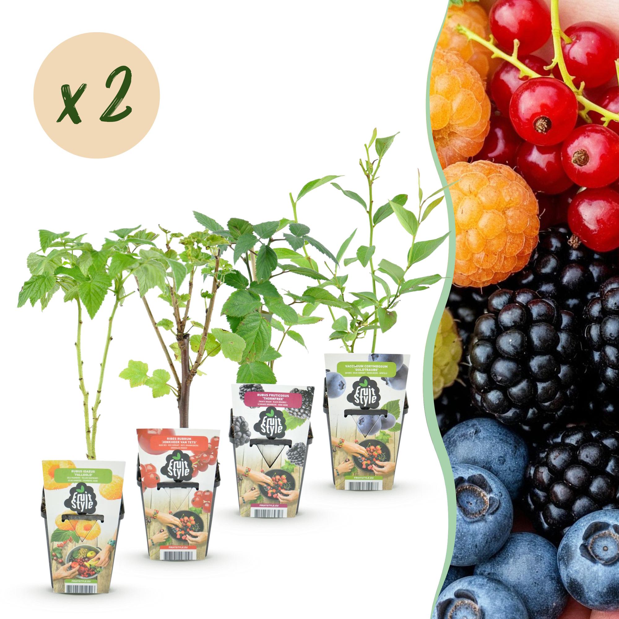 green-guardia-beerenmix-regenbogen-obstpflanzen-8x-9cm-topf image 1