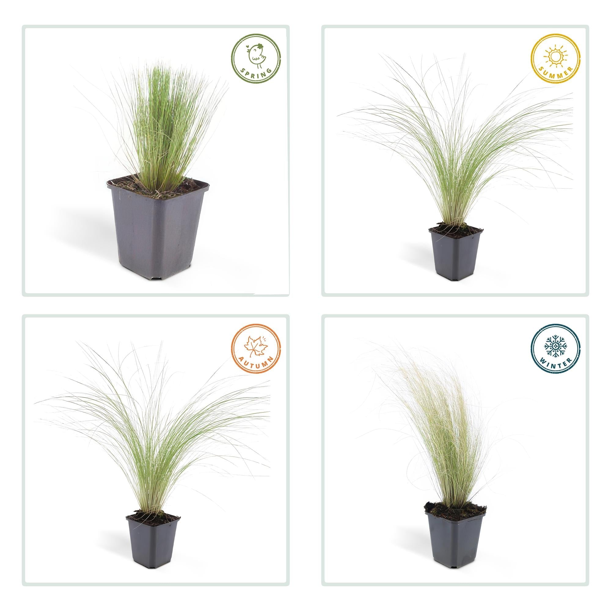 green-guardia-unsere-pflanzen-stipa-federgras-ponytails-9cm-topf image 3