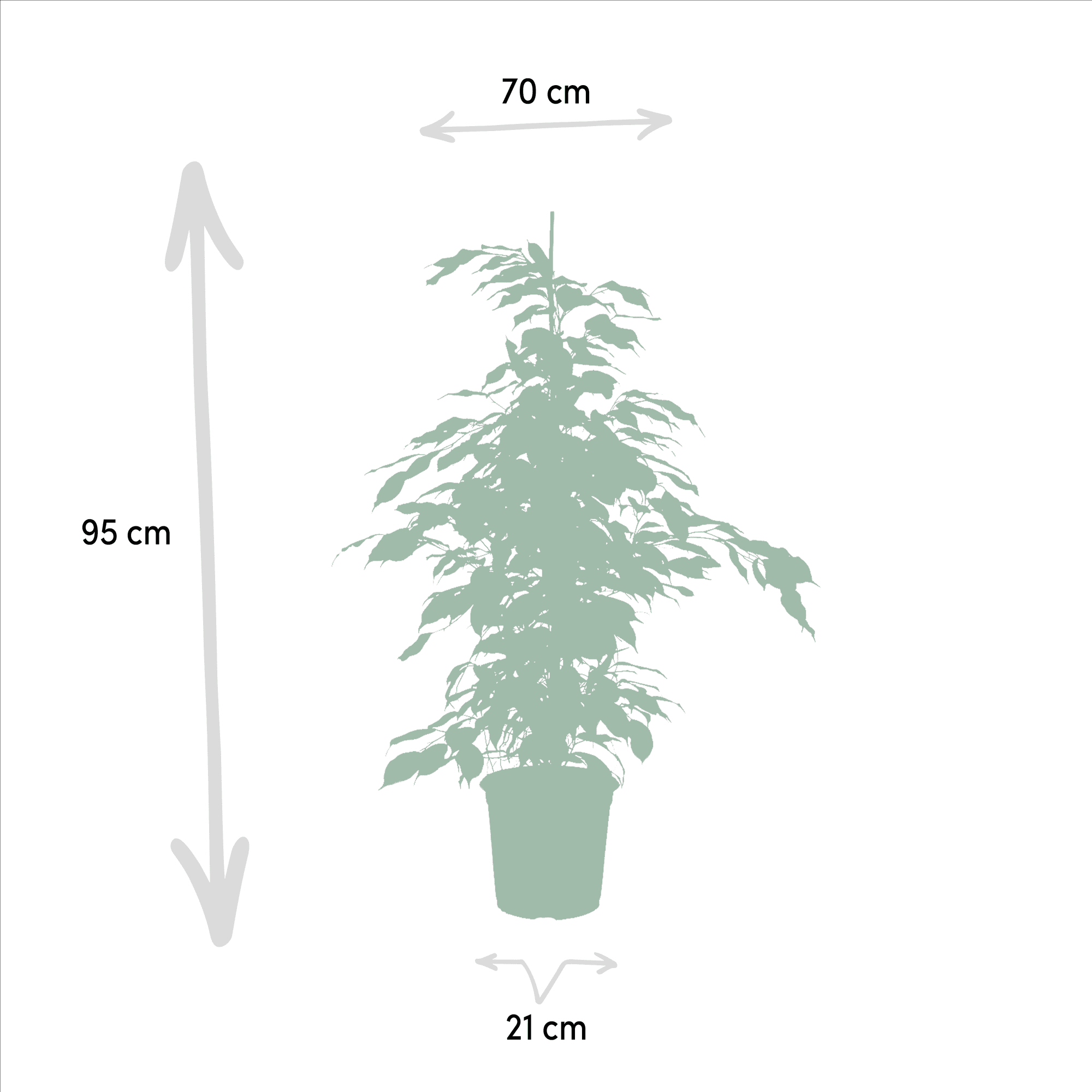 green-guardia-unsere-pflanzen-ficus-set-3-pflanzen-21cm-topf-95cm image 4