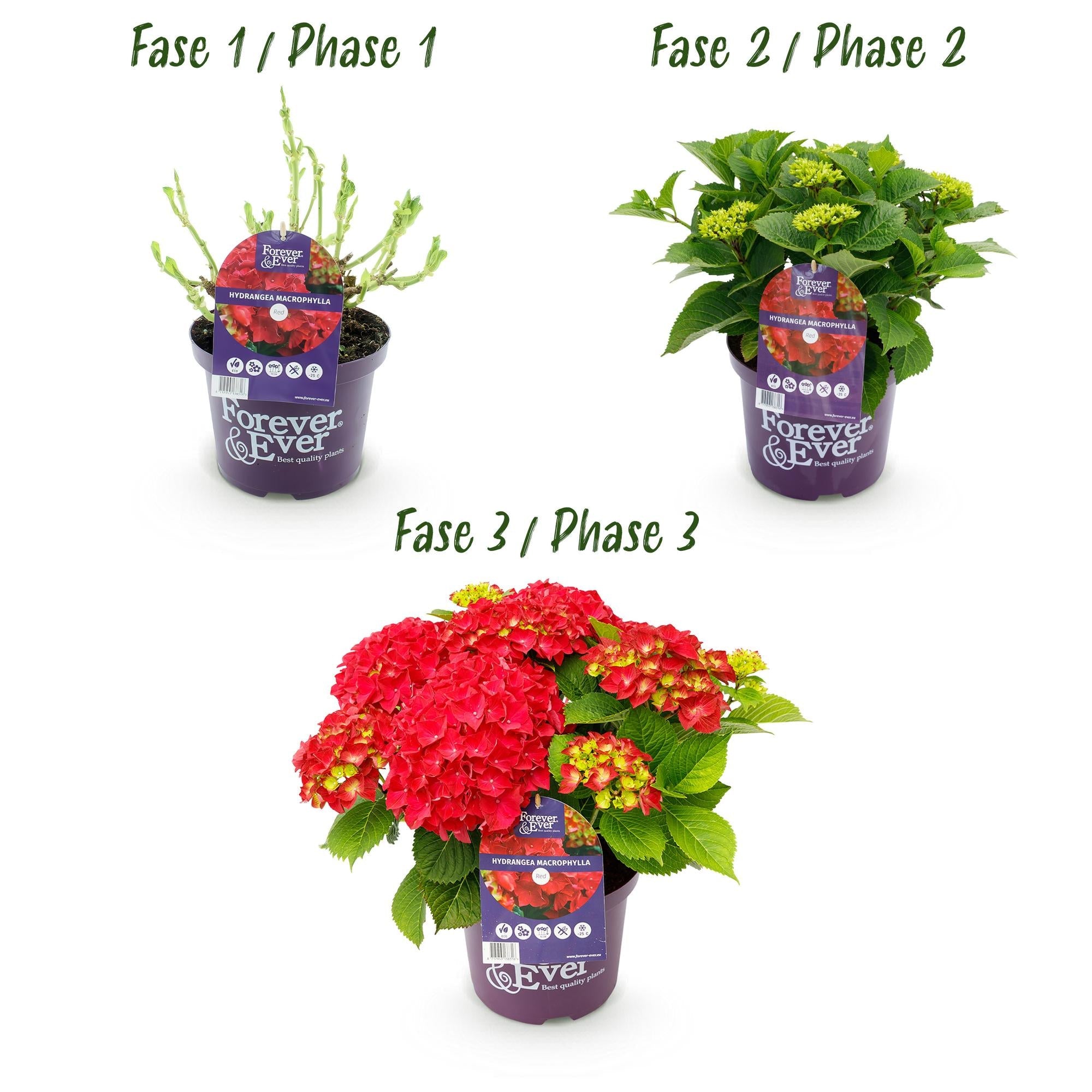 green-guardia-hortensie-forever-ever-rot-1-pflanze-23cm-topf image 3