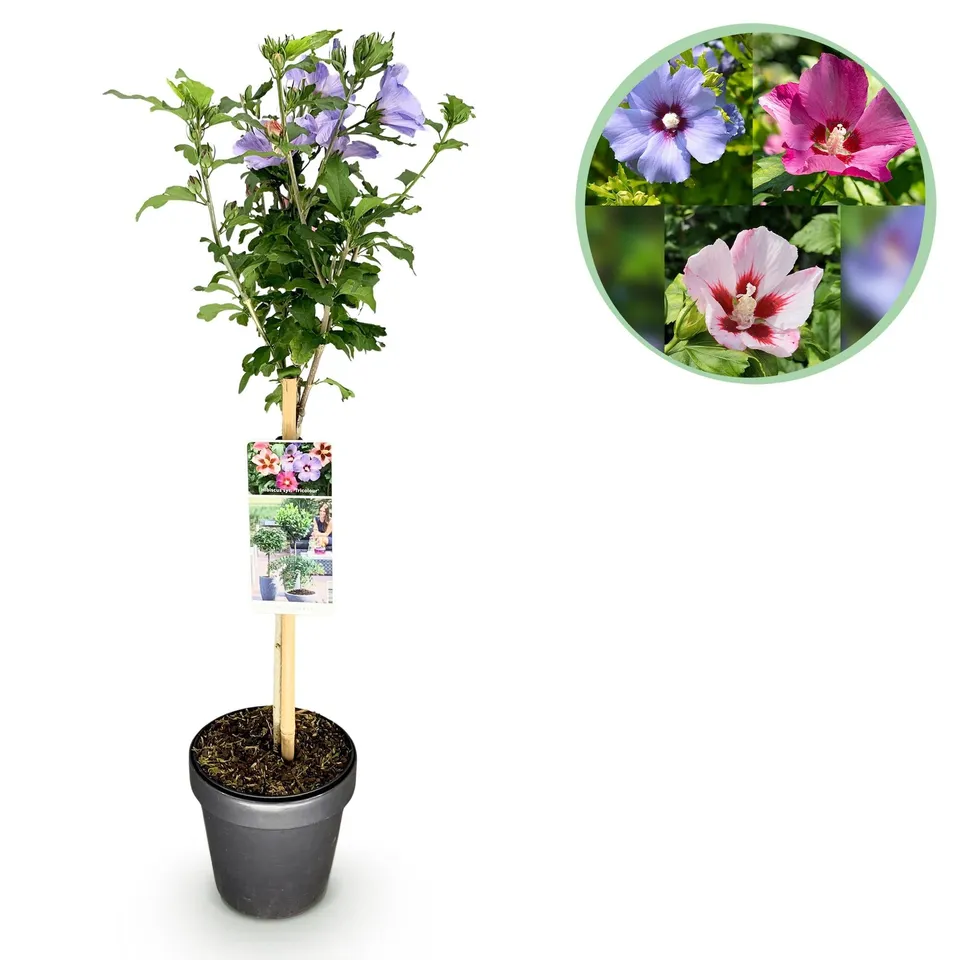 green-guardia-hibiscus-tricolour-st-mmchen-90-cm-winterhart image 1