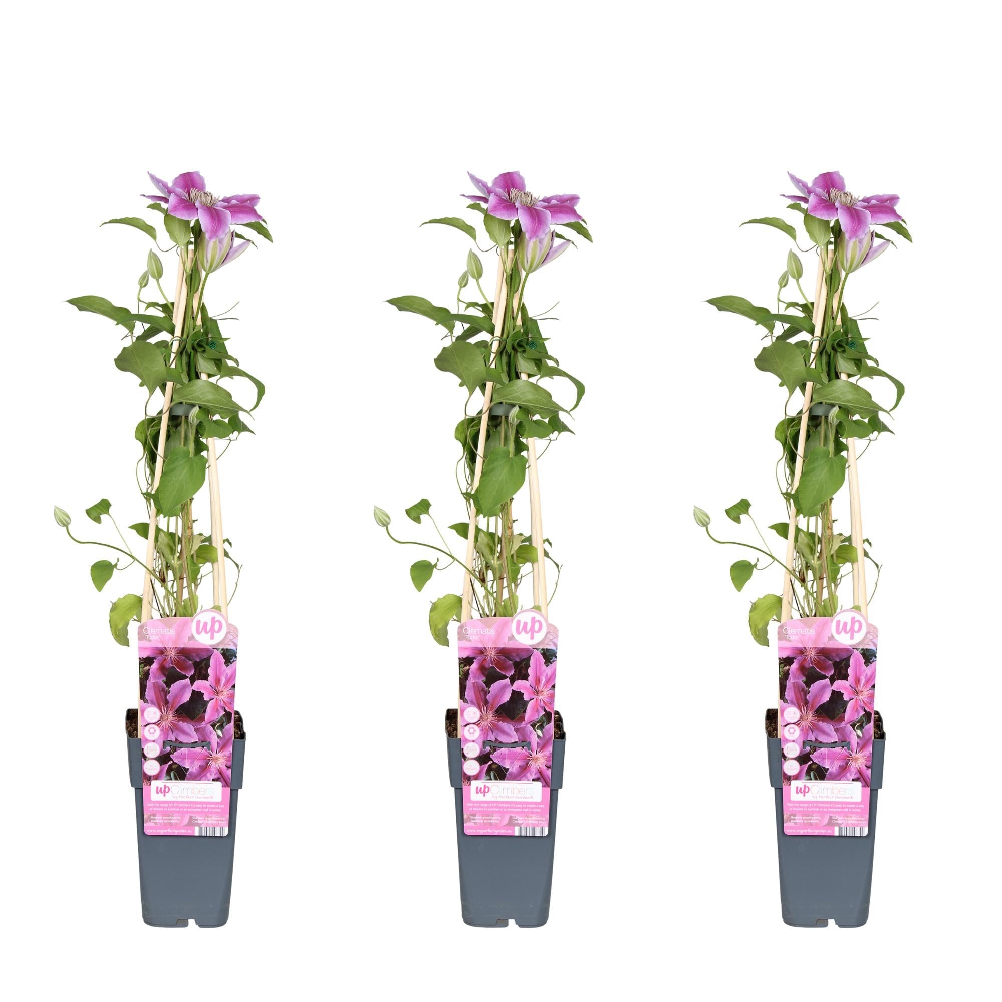 green-guardia-unsere-pflanzen-clematis-tudor-kletterpflanze-3er-set-violett-wei image 2