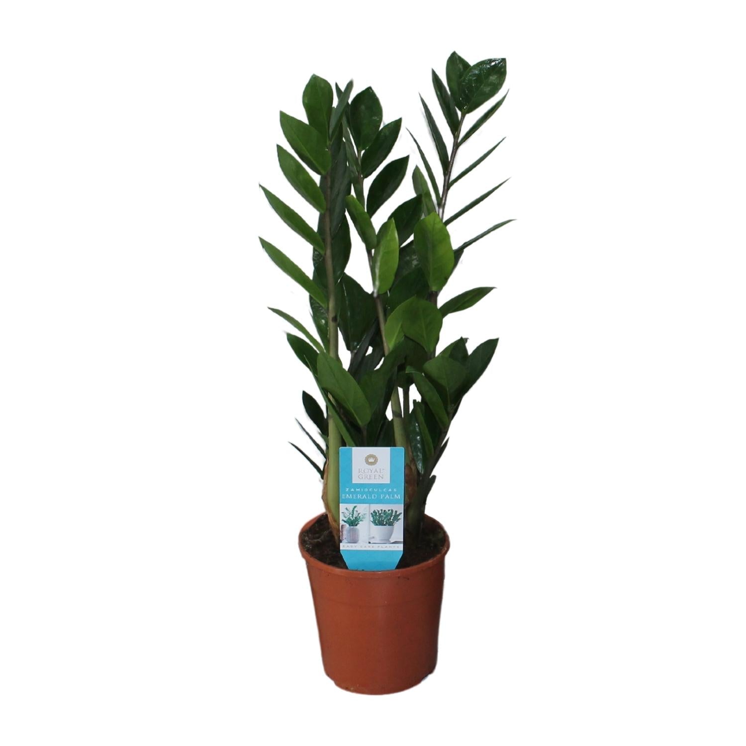 green-guardia-zamioculcas-gl-cksfeder-pflanze-50cm-14cm image 1
