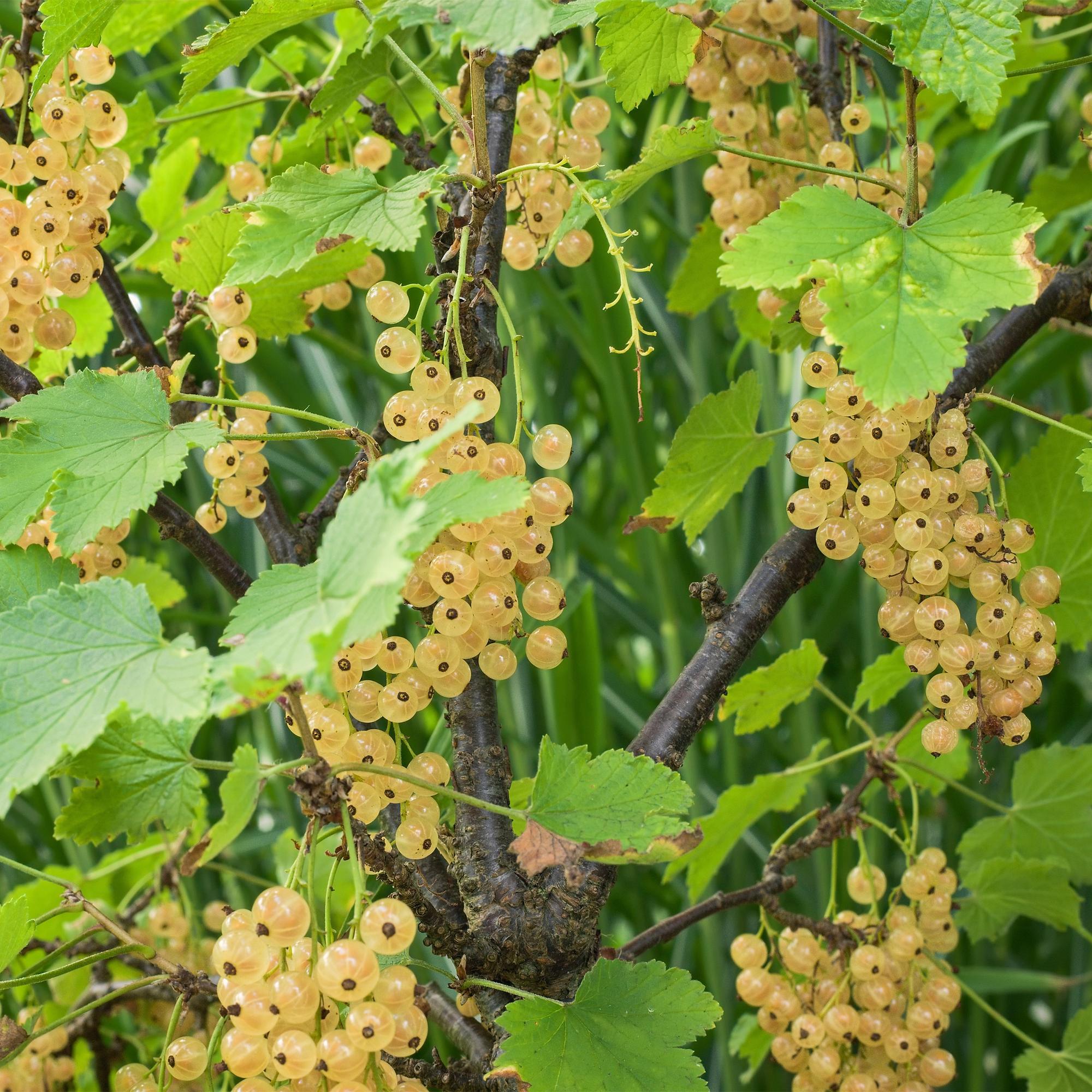 green-guardia-white-pearl-johannisbeere-strauch-2-pflanzen-wei-e-beeren image 4