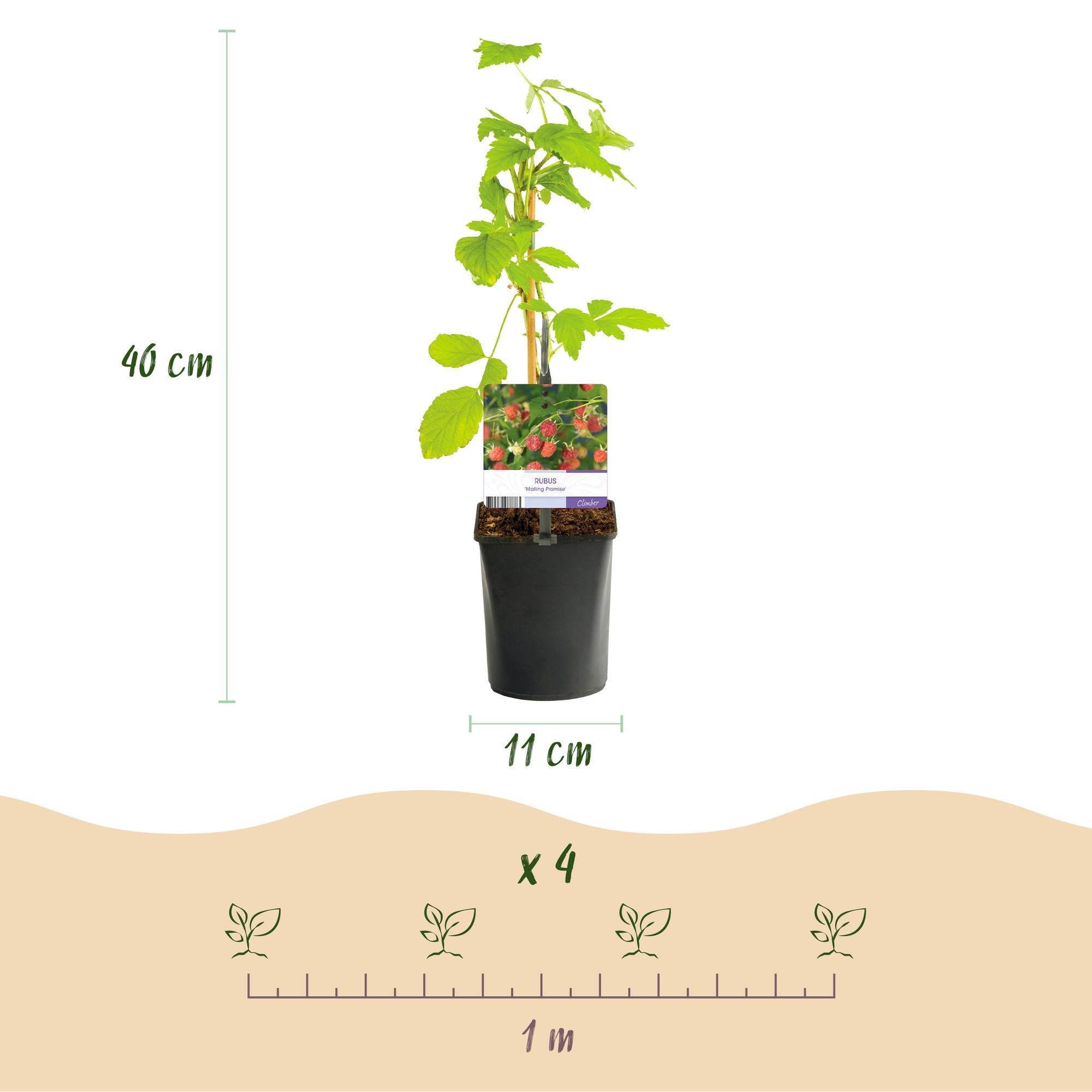 green-guardia-mailing-promise-himbeere-2-pflanzen-11-cm-topf image 5