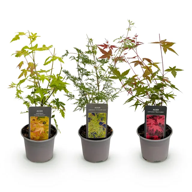 green-guardia-acer-palmatum-tricolour-zierstrauch-3er-set-12cm image 1