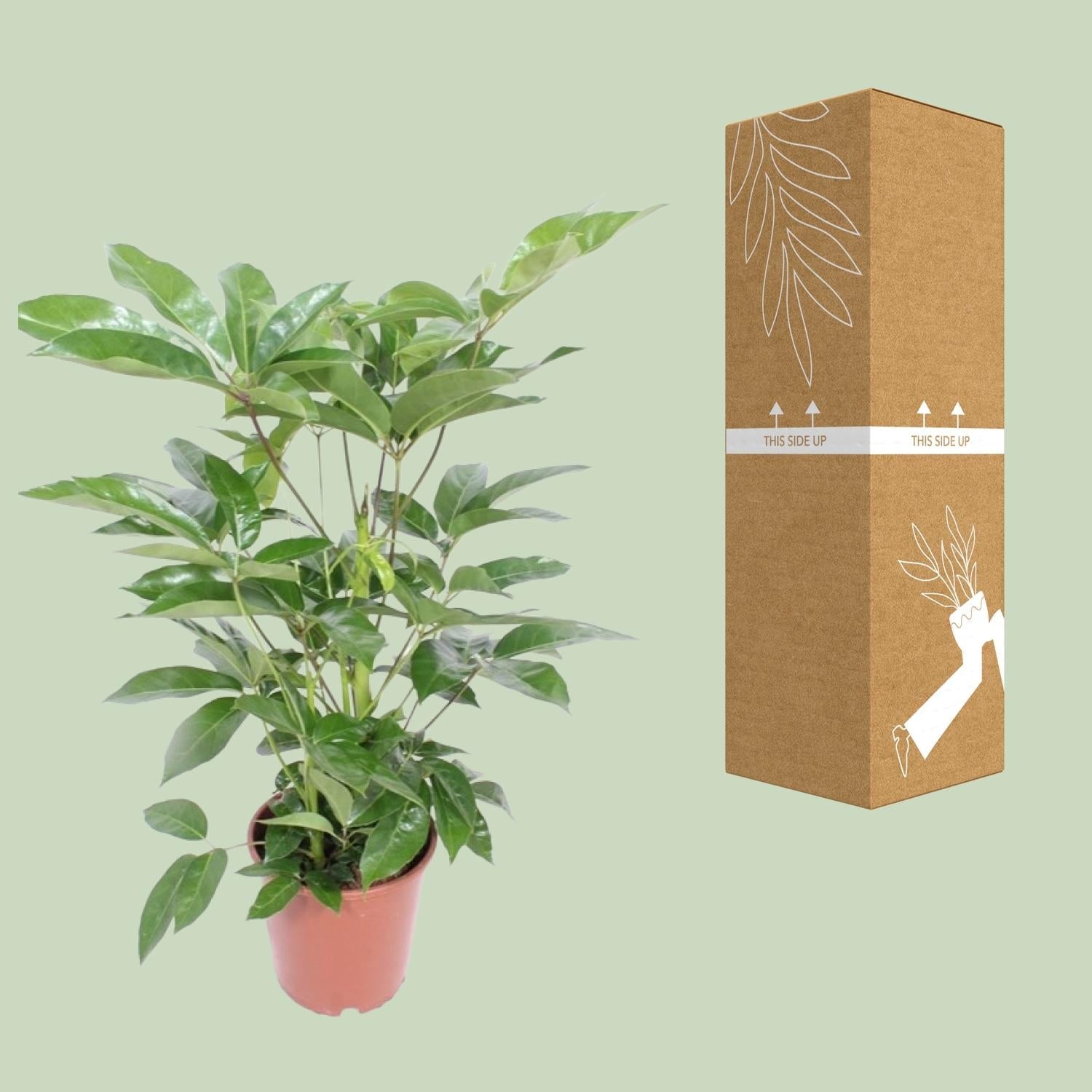 green-guardia-schefflera-amate-strahlenaralie-24cm-100cm-luftreinigend image 3