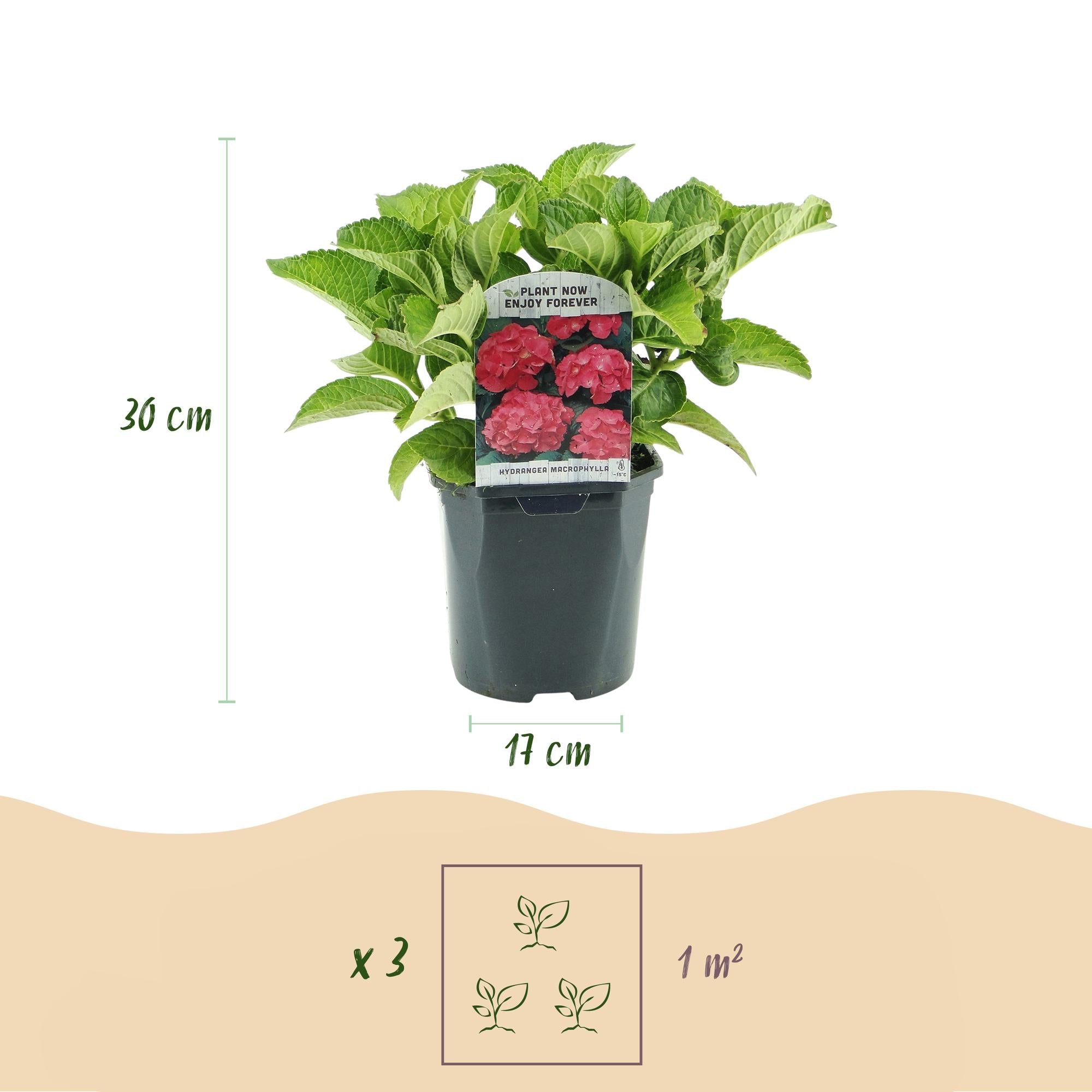 green-guardia-unsere-pflanzen-hydrangea-hortensie-blau-17cm-topf image 2