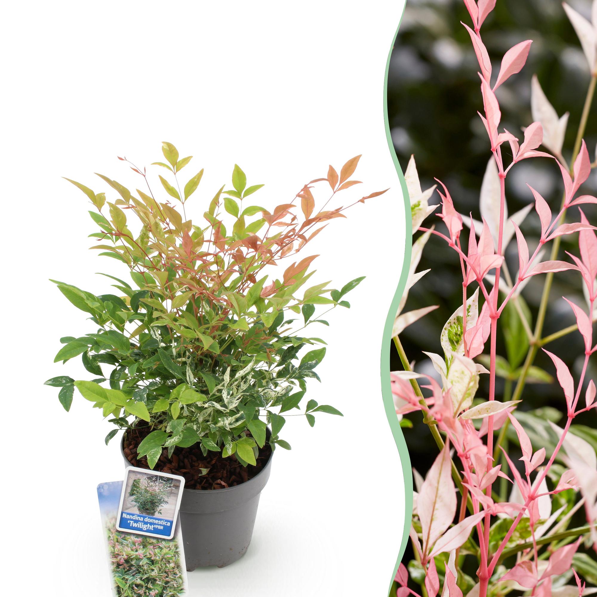 green-guardia-nandina-twilight-zierstrauch-17cm-topf-bunt-rosa image 1