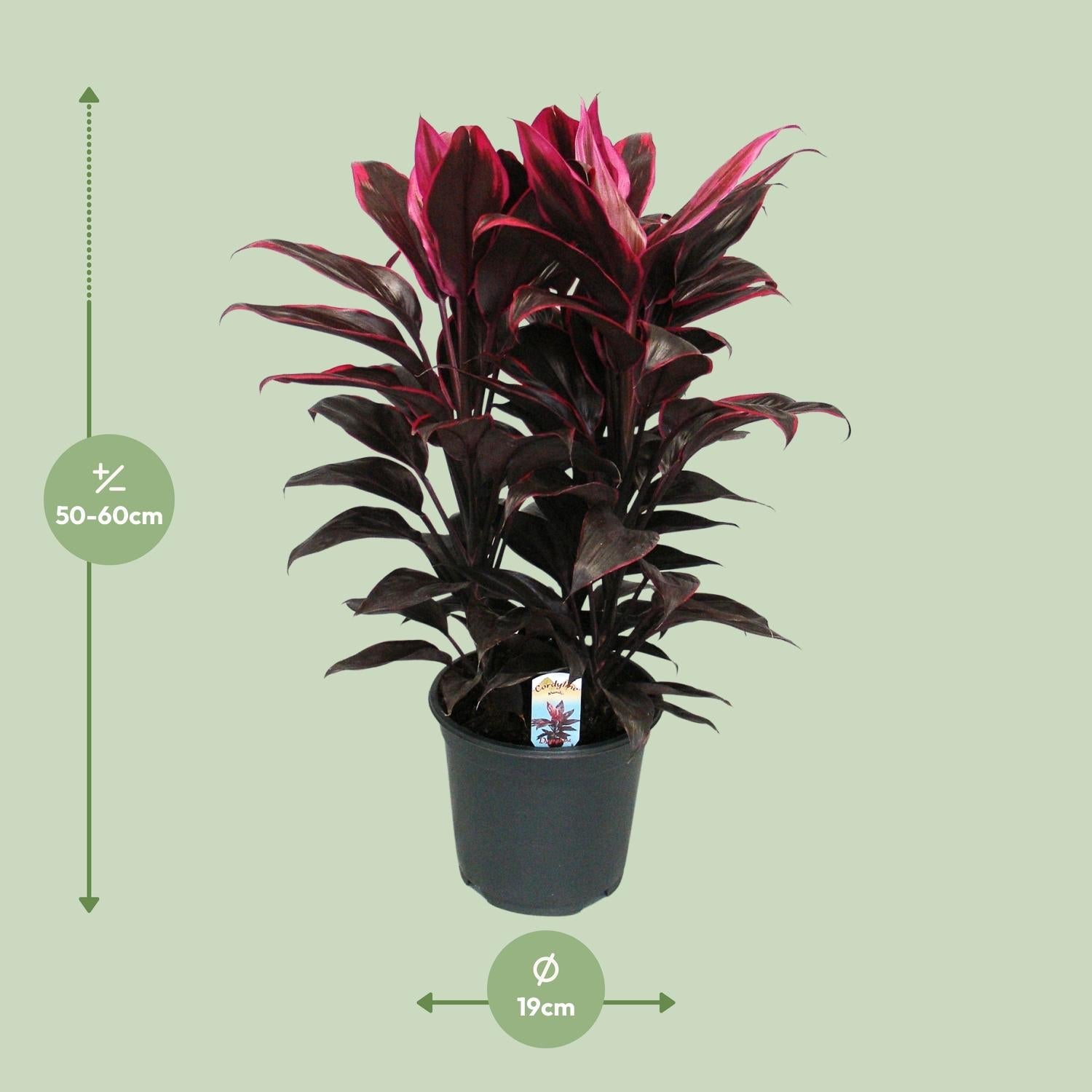 green-guardia-unsere-pflanzen-cordyline-mambo-19-cm-55-cm image 2