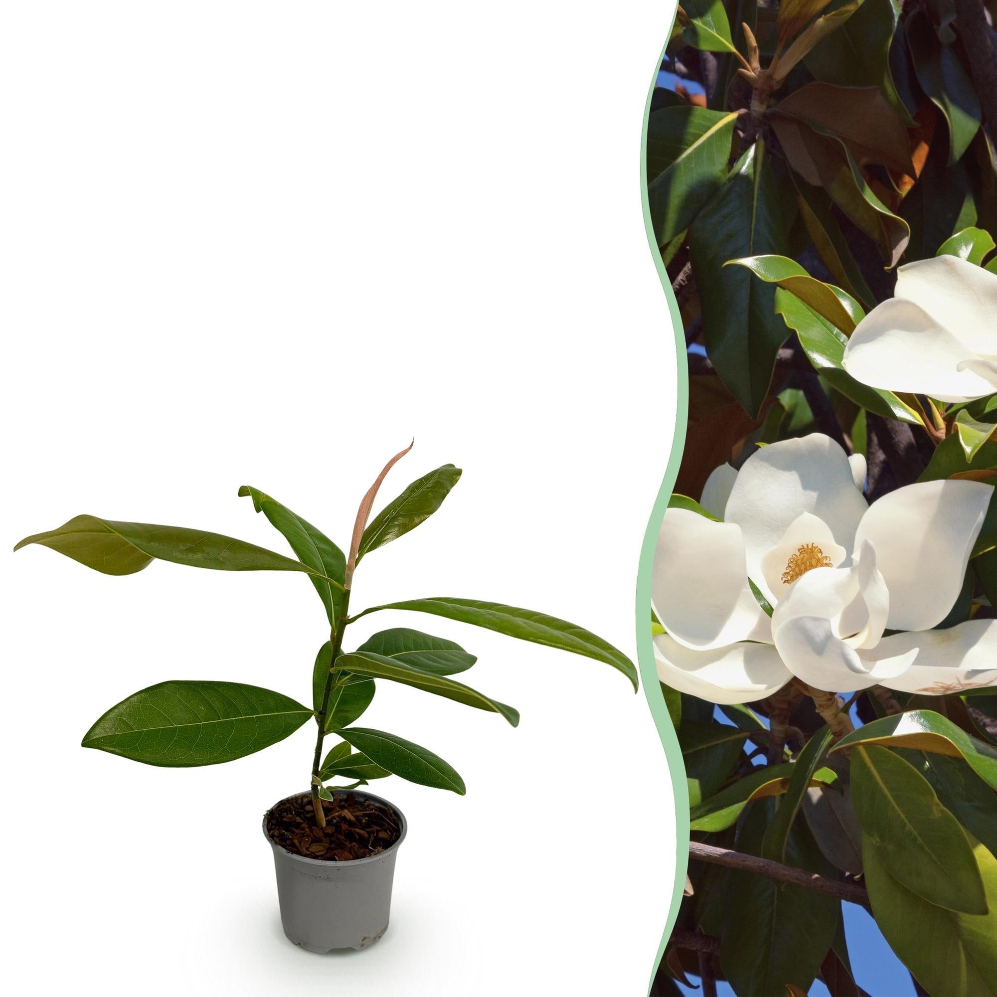 green-guardia-magnolia-grandiflora-30cm-wei-e-bl-te-1x-pflanze image 1