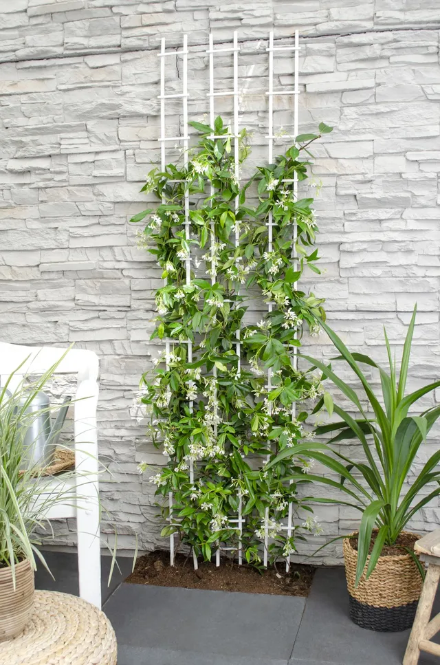 green-guardia-unsere-pflanzen-trachelospermum-star-of-venice-65-cm image 1