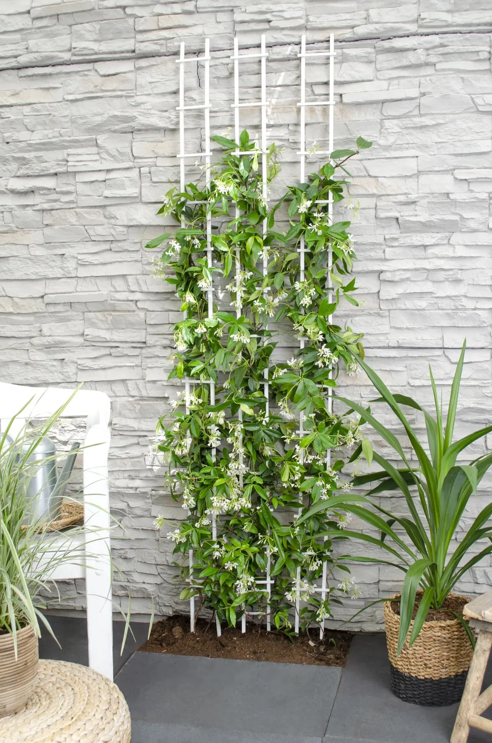 green-guardia-unsere-pflanzen-trachelospermum-star-of-venice-65-cm image 1