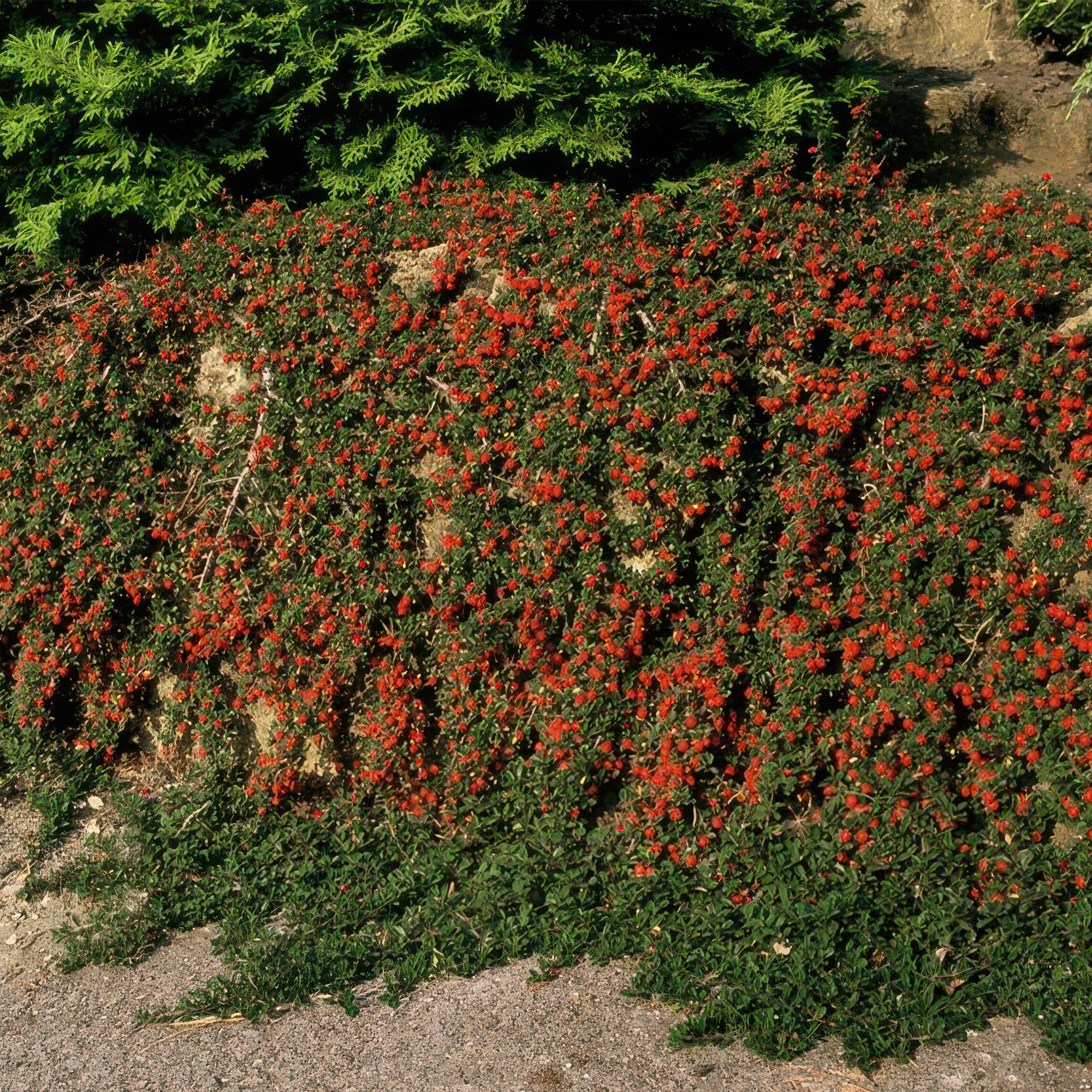 green-guardia-queen-of-carpets-bodendecker-9-cm-topf image 5