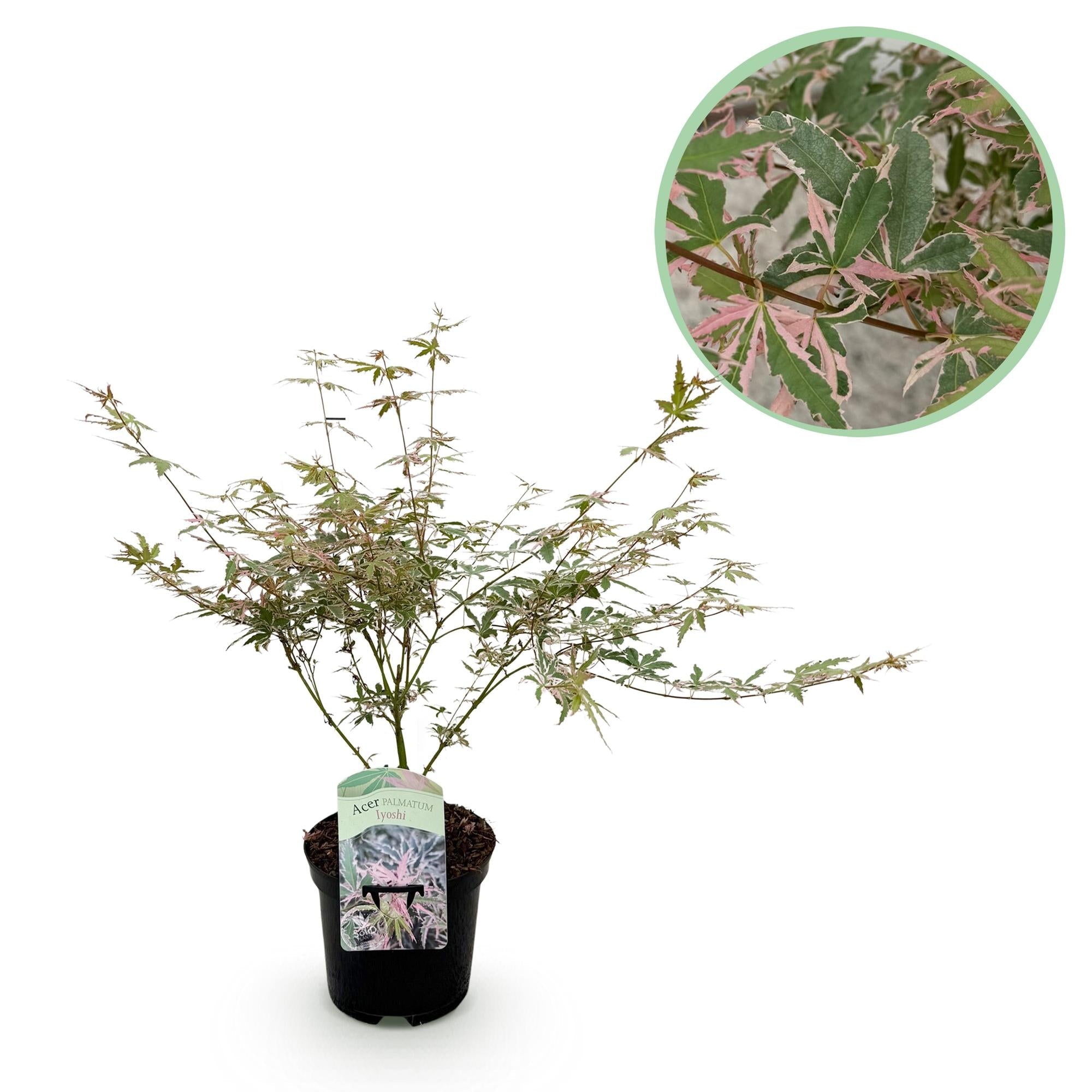 green-guardia-acer-palmatum-iyoshi-japan-ahorn-19cm-70cm image 1