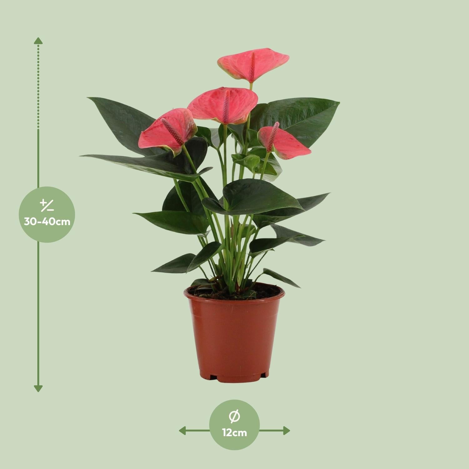 green-guardia-anthurium-sweet-dream-zimmerpflanze-12cm-36cm-pink image 4