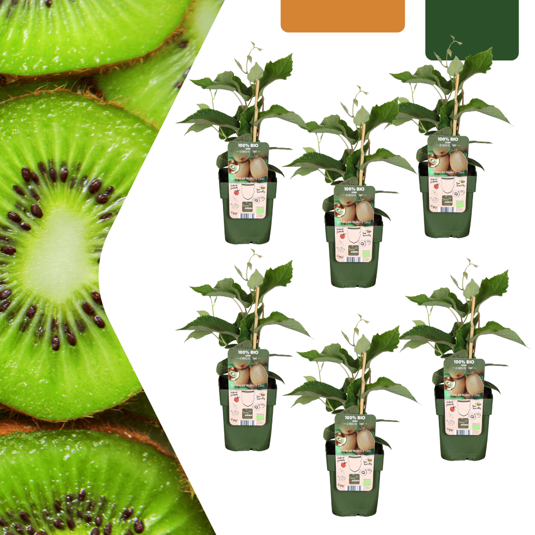 green-guardia-unsere-pflanzen-bio-kiwi-jungpflanze-13-cm-topf image 3