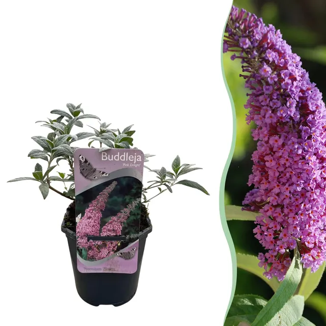 green-guardia-buddleja-pink-delight-schmetterlingsstrauch-17-cm image 1