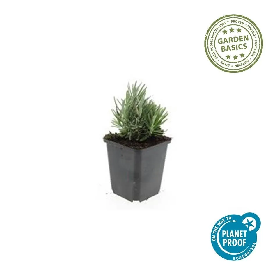 green-guardia-unsere-pflanzen-lavendel-dwarf-blue-6-st-ck-duftend image 1