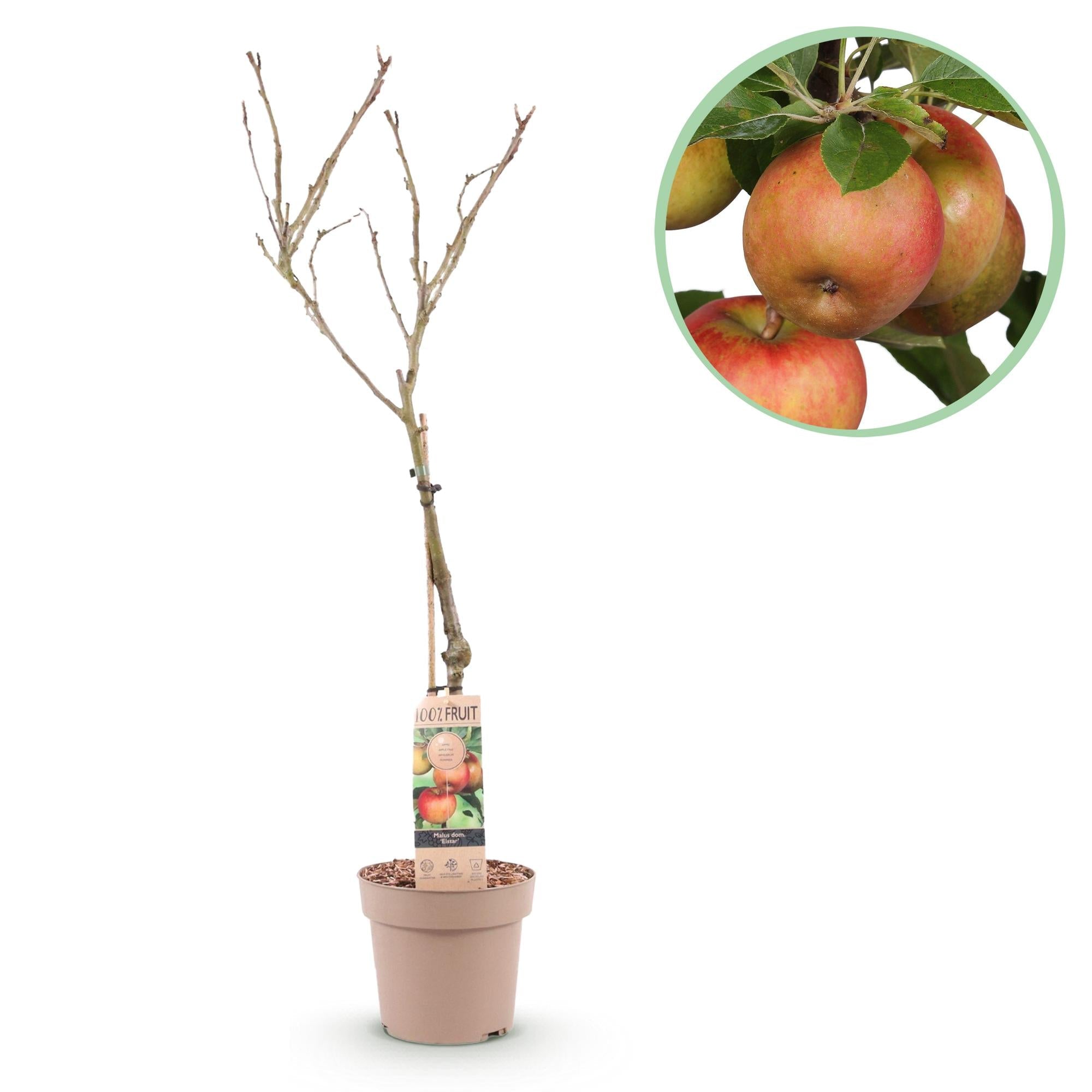 green-guardia-malus-domestica-elstar-apfelbaum-90cm-topf image 1