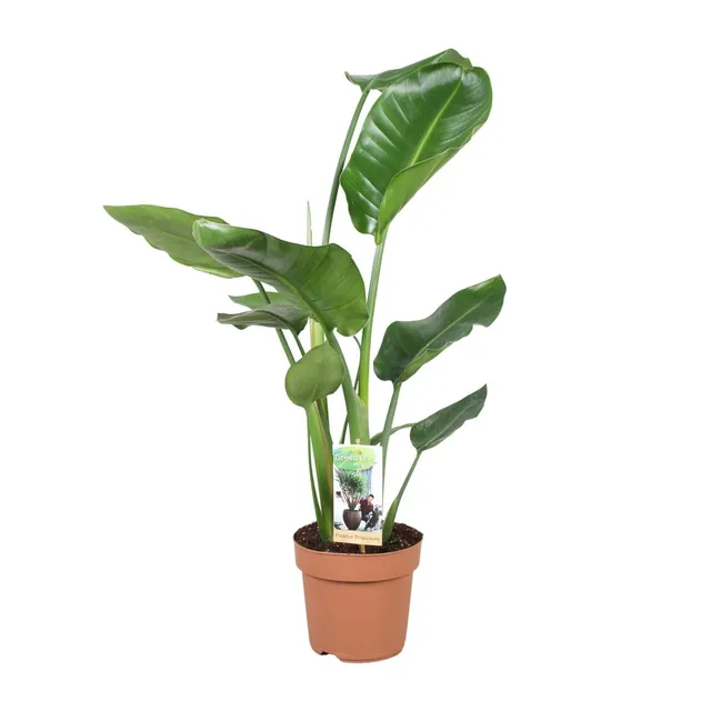 green-guardia-unsere-pflanzen-strelitzia-nicolai-90-cm-wei-e-bl-te-zimmerpflanze image 1