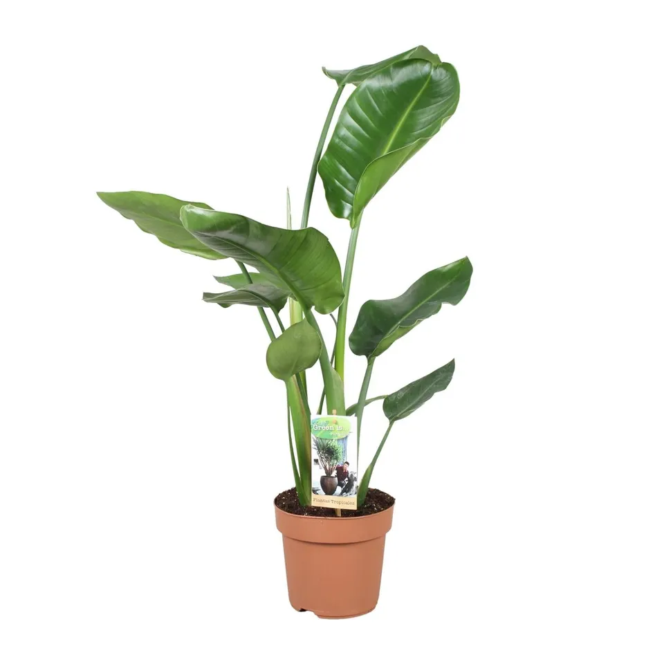 green-guardia-unsere-pflanzen-strelitzia-nicolai-90-cm-wei-e-bl-te-zimmerpflanze image 1