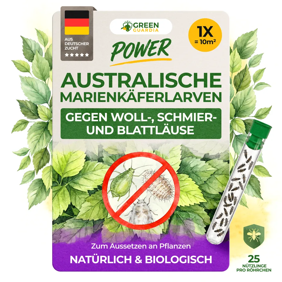 green-guardia-cryptolaemus-larven-25-st-ck-gegen-wolll-use image 1